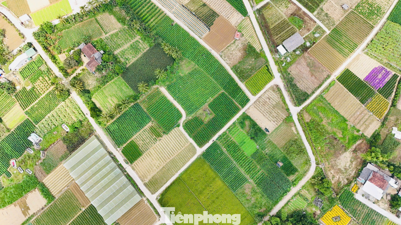 Nghề trồng ớt ở Quảng Ngãi thường được ví như một “canh bạc”, may nhờ rủi chịu. Ảnh: Nguyễn Ngọc.