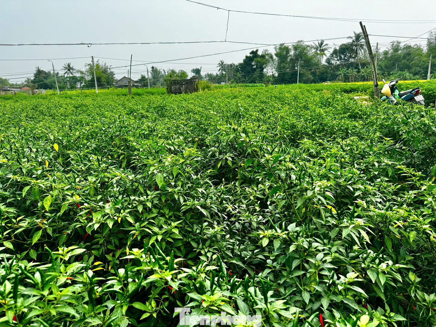 Theo nhiều nông dân, năm nay thời tiết khắc nghiệt nên cây ớt sinh trưởng chậm, nhiều diện tích bị sâu bệnh hại... chết cây, dẫn đến năng suất, sản lượng cũng giảm nhiều. Dù vậy, giá ớt hiện đang ở mức cao khiến nông dân bớt cảnh thất thu. Ảnh: Nguyễn Ngọc.