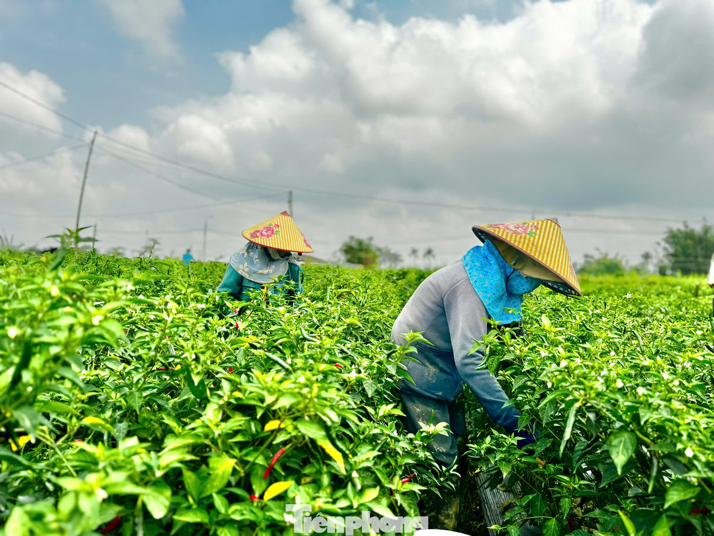 “Gia đình tôi trồng 2 sào ớt và đang cho thu hoạch, hiện thương lái mua với giá 70.000 đồng/kg. Mong sao từ giờ cho đến cuối vụ, giá ớt vẫn giữ mức như vậy để nông dân có lãi”, bà Hà vui mừng nói. Ảnh: Nguyễn Ngọc.