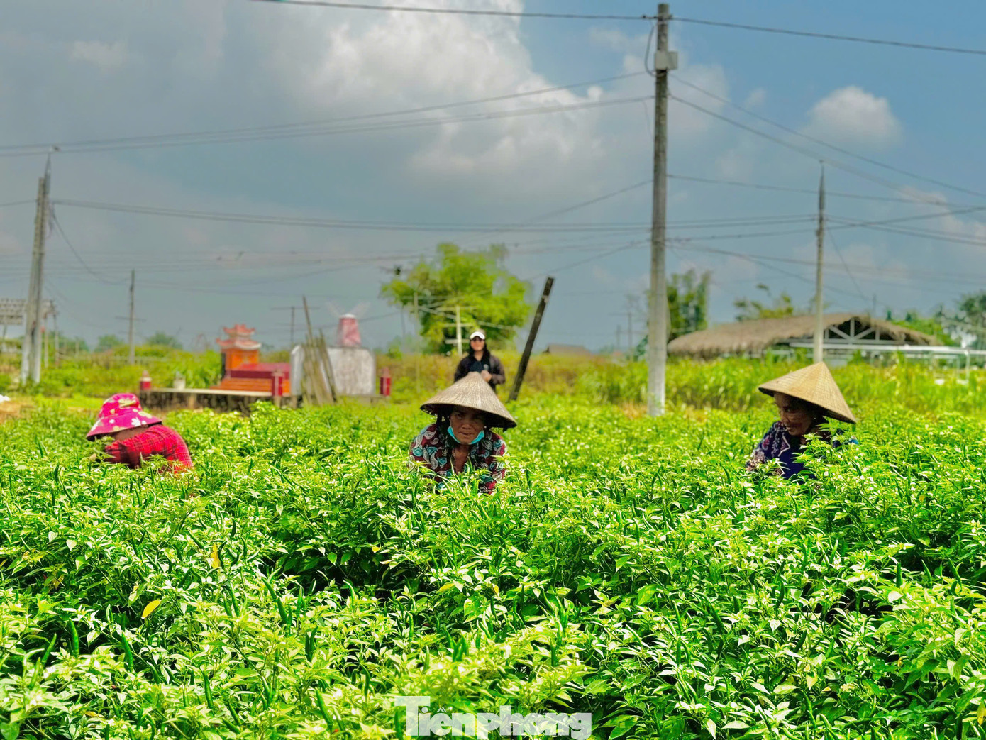 Những ngày qua nông dân nhiều tỉnh miền Trung như Quảng Nam, Quảng Ngãi... đang hối hả vào vụ thu hoạch ớt. Ảnh: Nguyễn Ngọc.