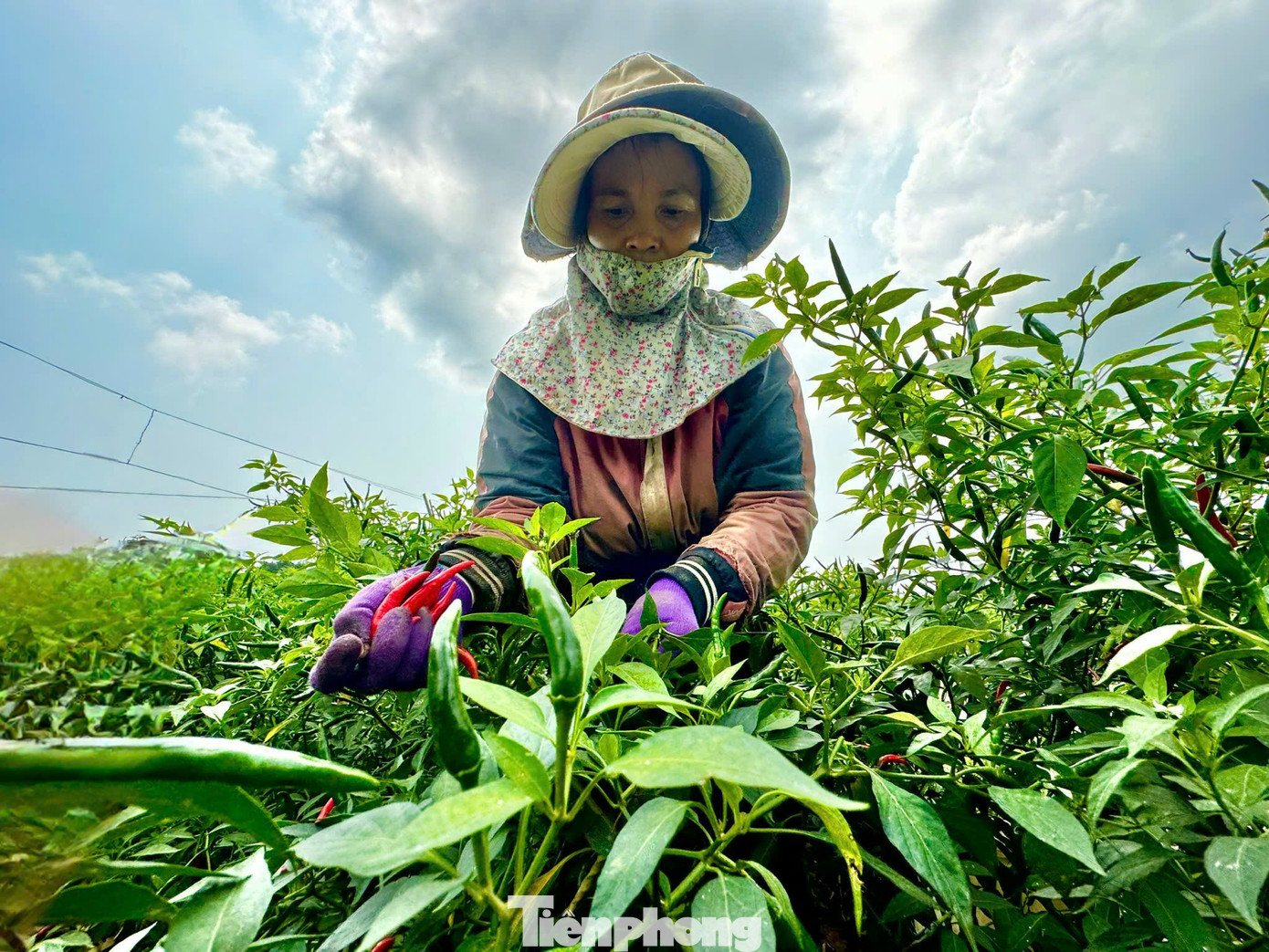 Bà Huỳnh Thị Hà (trú thôn Bình Đông, xã Nghĩa Hà, TP. Quảng Ngãi) cho biết, mấy năm trước, giá ớt cao nhất cũng chỉ 35.000 - 40.000 đồng/kg, năm nay lần đầu tiên thấy giá ớt tăng đến 75.000 đồng/kg. Ảnh: Nguyễn Ngọc.