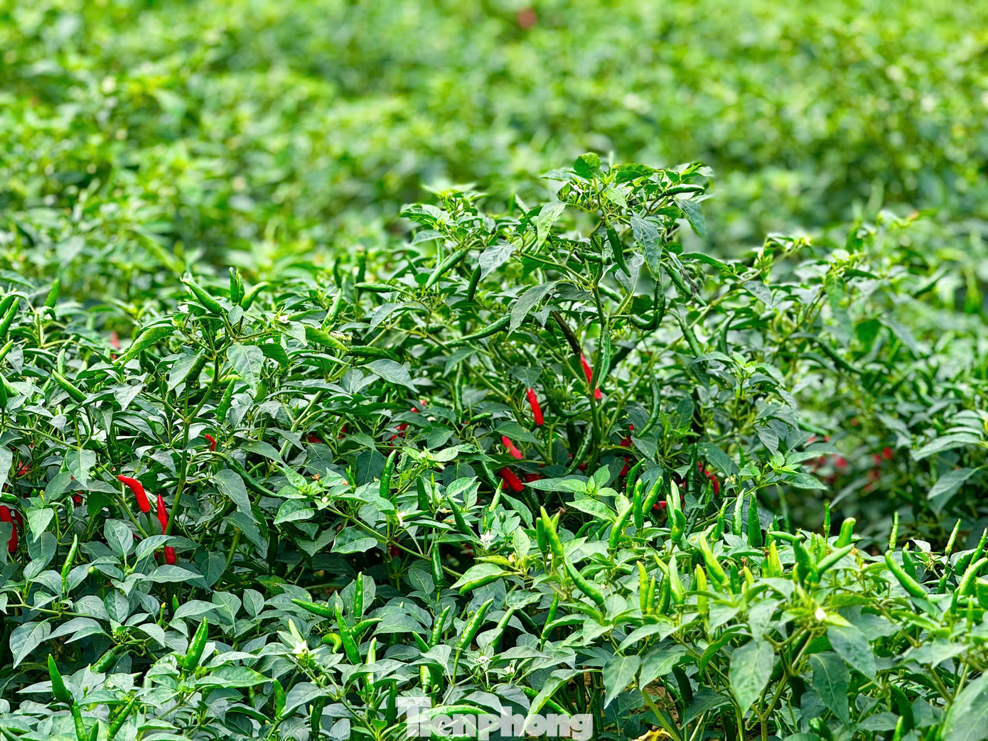 Anh Nguyễn Hữu Quân (trú thôn Thanh Khiết, xã Nghĩa Hà) cho hay, mấy năm liền giá ớt rất thấp. Năm ngoái lỗ quá, giá chỉ từ 7.000 - 8.000 đồng/kg nên tôi bỏ không ruộng cho người ta hái, năm nay sợ tiếp tục lỗ nên chỉ làm gần 2 sào, giảm một nửa. Hiện giá cao như vậy tôi thấy rất tiếc. Ảnh: Nguyễn Ngọc.