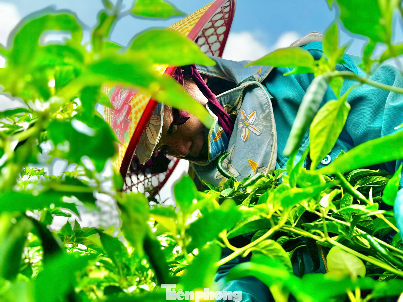 Nông dân tất bật thu hoạch ớt. Ảnh: Nguyễn Ngọc.