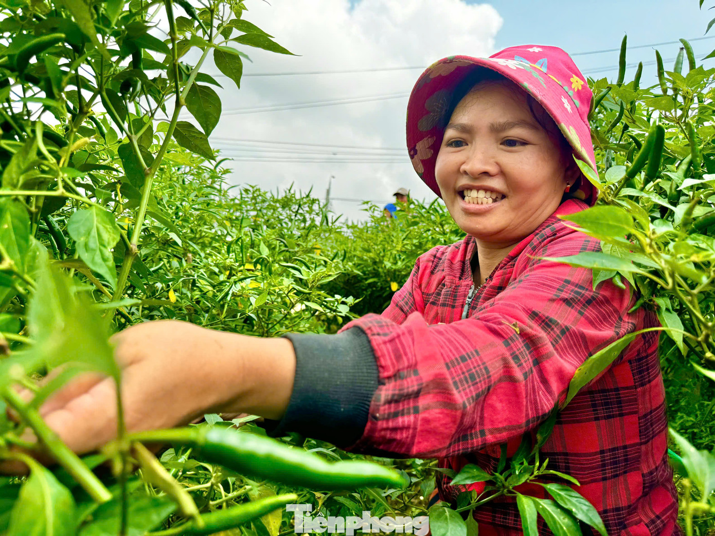 Tại Quảng Ngãi, hiện giá ớt dao động từ 70.000 - 75.000 đồng/kg, giá ớt tăng cao khiến người dân vui mừng. Ảnh: Nguyễn Ngọc.