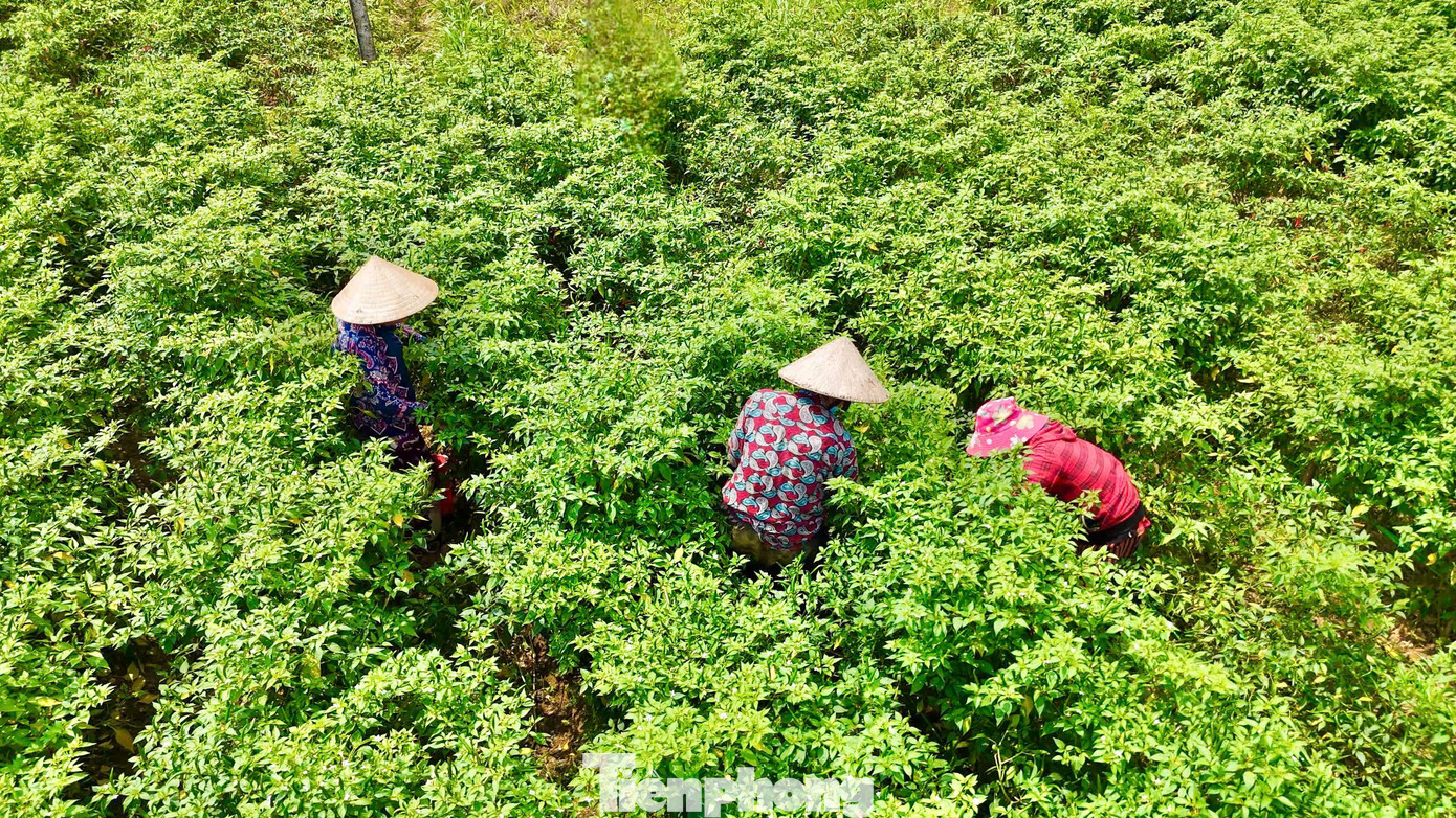 Mỗi năm, nếu thị trường Trung Quốc tiêu thụ mạnh, giá ớt có thể tăng đột biến. Ngược lại, nếu thị trường này “quay lưng”, người nông dân lại đối mặt với thua lỗ nặng nề. Ảnh: Nguyễn Ngọc.