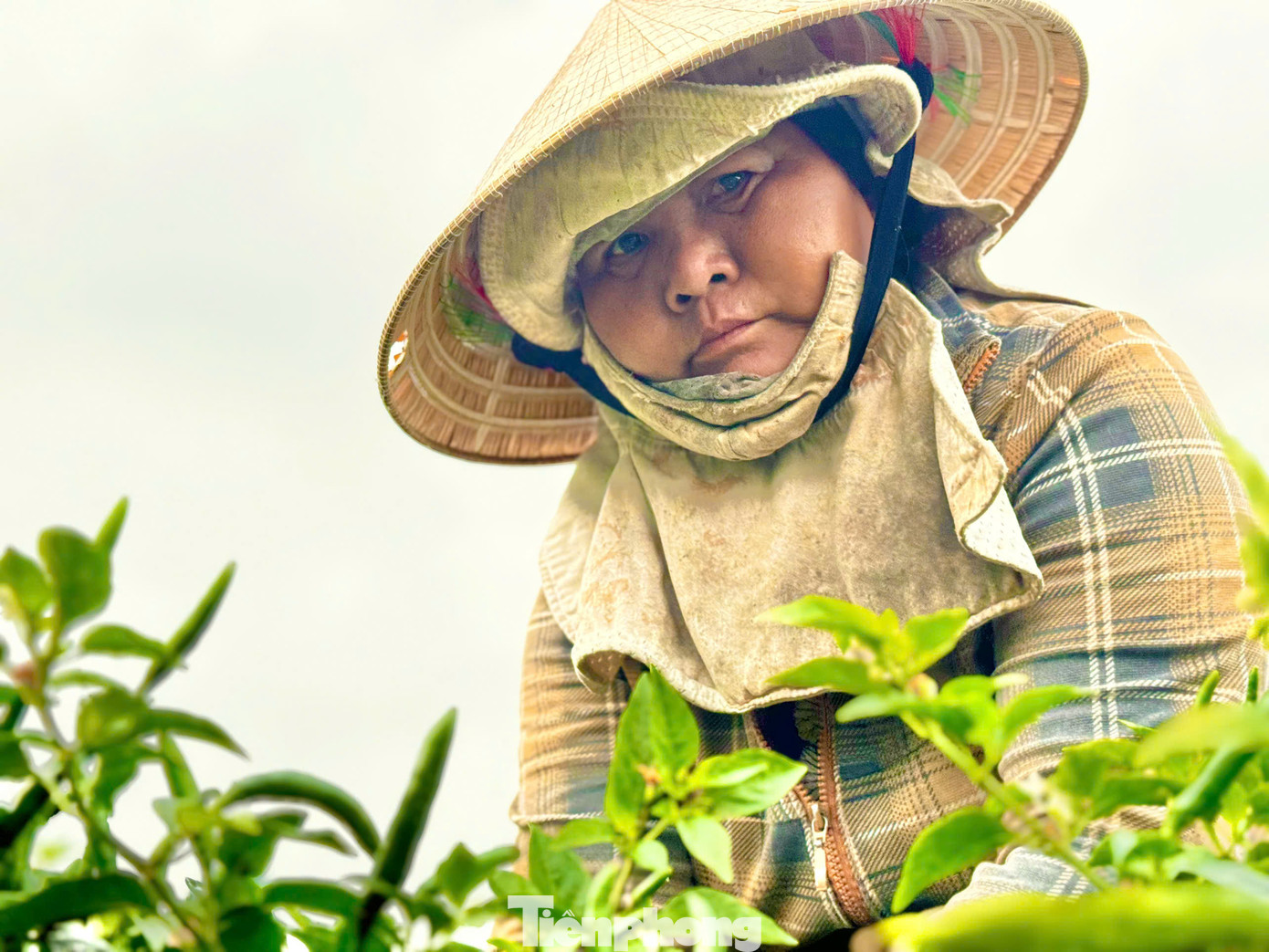 Nông dân tất bật thu hoạch ớt. Ảnh: Nguyễn Ngọc.