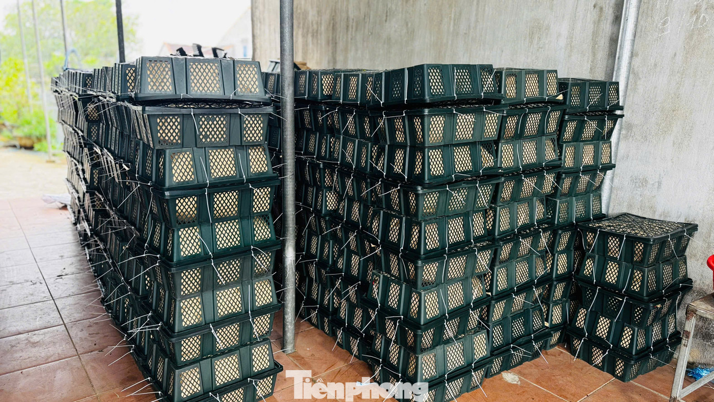 Theo các thương lái, nguyên nhân giá ớt tăng cao là do nhu cầu tiêu thụ mạnh từ thị trường Trung Quốc. Tuy nhiên, trong khoảng 20 ngày tới, khi vụ thu hoạch rộ đến, giá ớt có thể sẽ giảm. Ảnh: Nguyễn Ngọc.