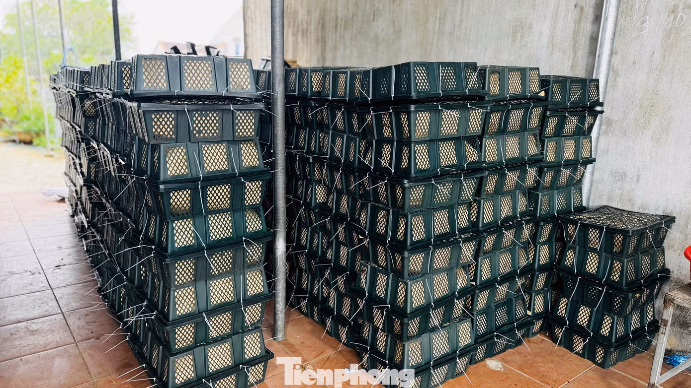 Theo các thương lái, nguyên nhân giá ớt tăng cao là do nhu cầu tiêu thụ mạnh từ thị trường Trung Quốc. Tuy nhiên, trong khoảng 20 ngày tới, khi vụ thu hoạch rộ đến, giá ớt có thể sẽ giảm. Ảnh: Nguyễn Ngọc.