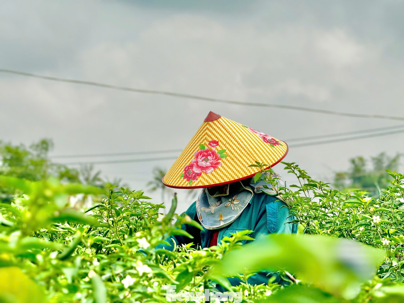 Nông dân tất bật thu hoạch ớt. Ảnh: Nguyễn Ngọc.