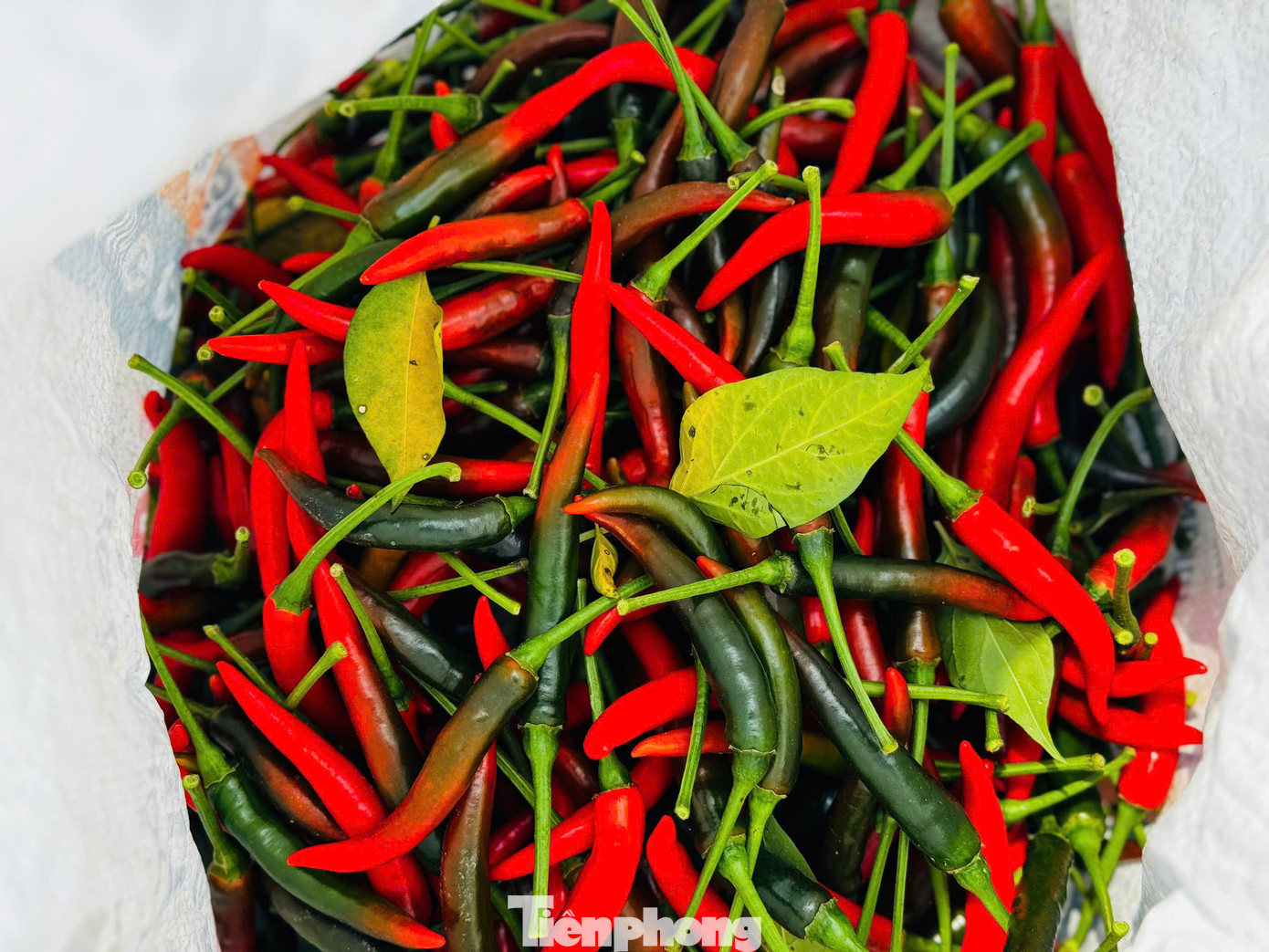 Giá ớt tăng cao, nông dân rất phấn khởi. Ảnh: Nguyễn Ngọc.