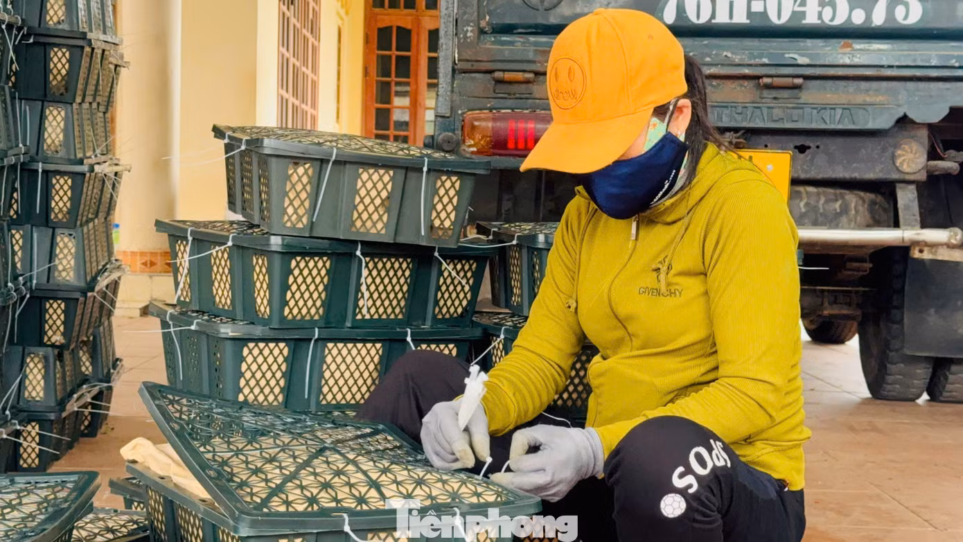 Theo các thương lái, nguyên nhân giá ớt tăng cao là do nhu cầu tiêu thụ mạnh từ thị trường Trung Quốc. Tuy nhiên, trong khoảng 20 ngày tới, khi vụ thu hoạch rộ đến, giá ớt có thể sẽ giảm. Ảnh: Nguyễn Ngọc.