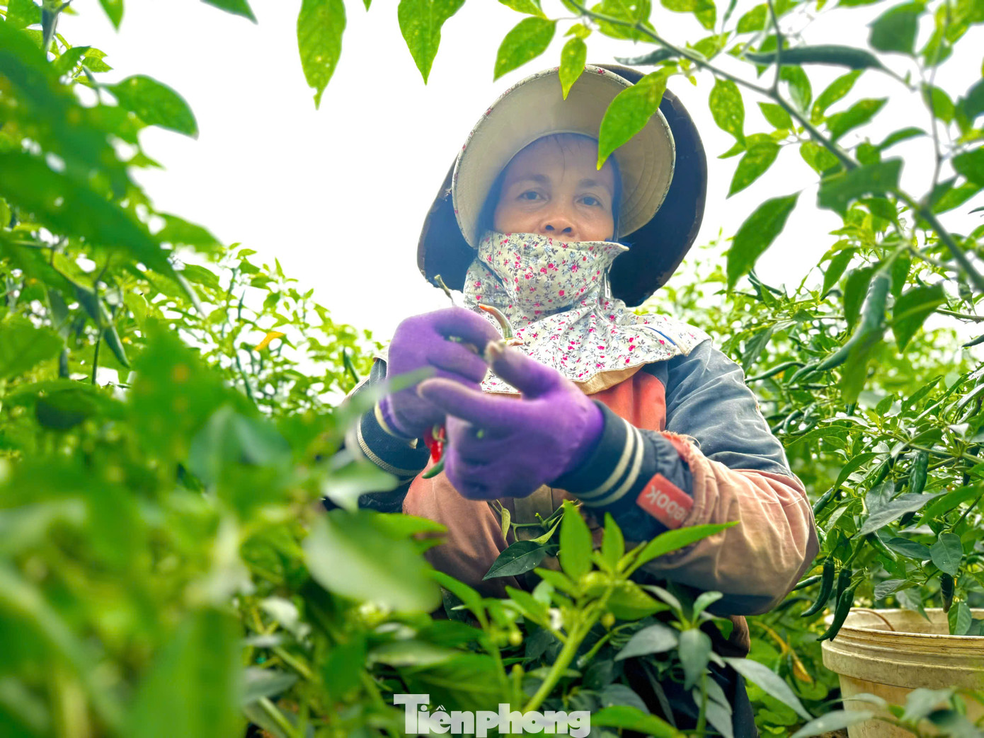 Quảng Ngãi hiện là một trong những địa phương có diện tích trồng ớt lớn nhất cả nước, với tổng diện tích hơn 1.000 ha. Ớt ở đây vốn là cây trồng phụ thuộc rất lớn vào thị trường Trung Quốc - một thị trường tiềm ẩn nhiều rủi ro. Ảnh: Nguyễn Ngọc.