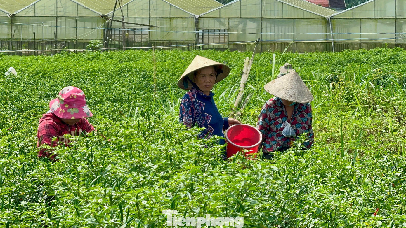 “Gia đình tôi trồng 2 sào ớt và đang cho thu hoạch, hiện thương lái mua với giá 70.000 đồng/kg. Mong sao từ giờ cho đến cuối vụ, giá ớt vẫn giữ mức như vậy để nông dân có lãi”, bà Hà vui mừng nói. Ảnh: Nguyễn Ngọc.