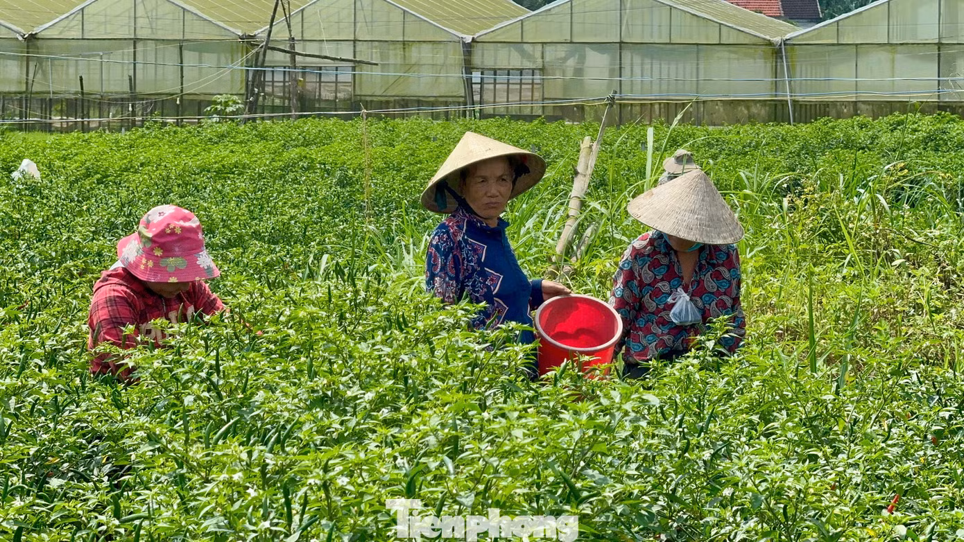 “Gia đình tôi trồng 2 sào ớt và đang cho thu hoạch, hiện thương lái mua với giá 70.000 đồng/kg. Mong sao từ giờ cho đến cuối vụ, giá ớt vẫn giữ mức như vậy để nông dân có lãi”, bà Hà vui mừng nói. Ảnh: Nguyễn Ngọc.