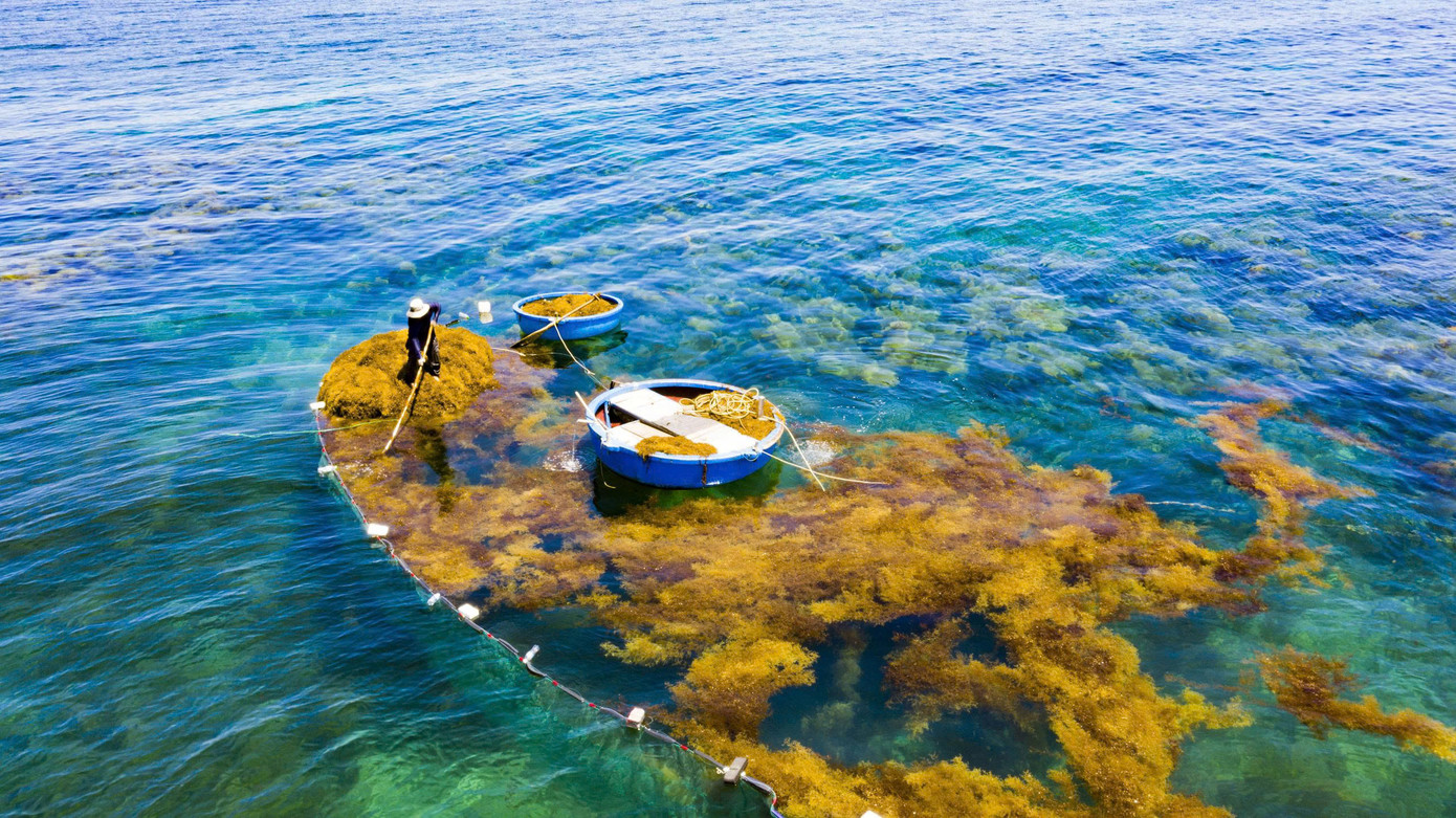 Rong mơ được người dân khai thác hợp lý, đảm bảo môi trường biển. Ảnh: Hải Phong Rong mơ được người dân khai thác hợp lý, đảm bảo môi trường biển. Ảnh: Hải Phong