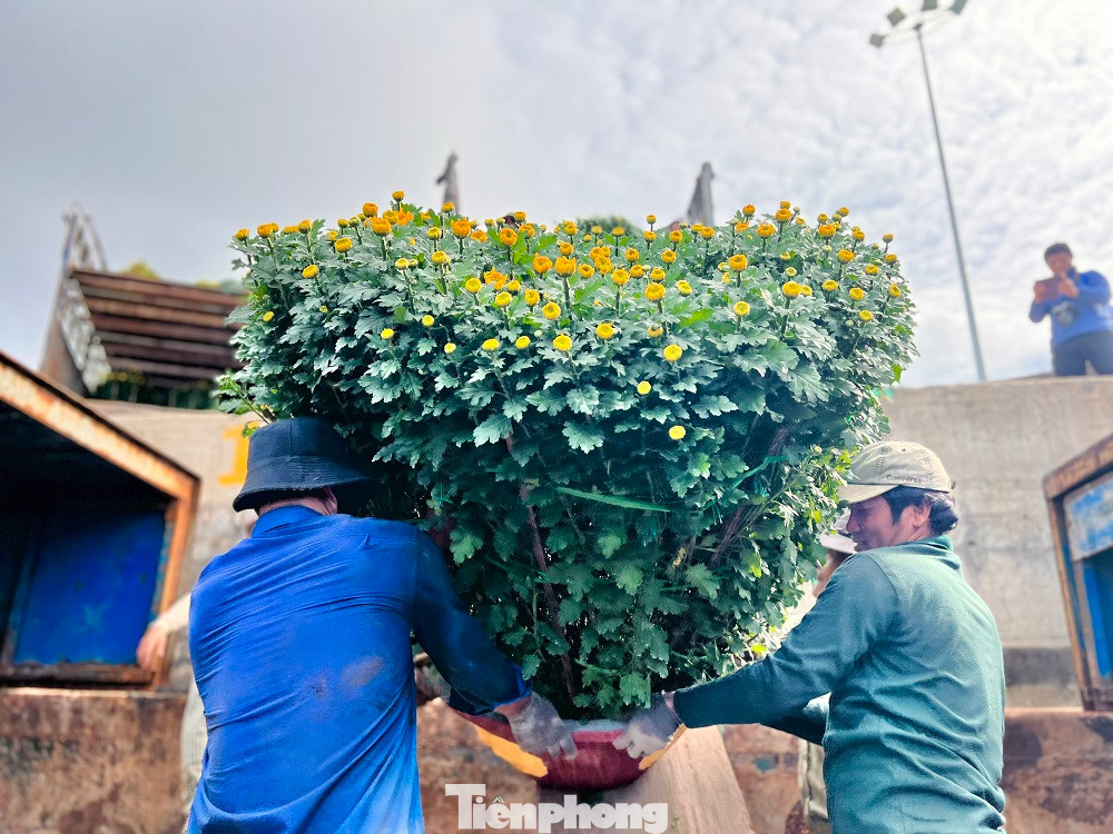 Anh Dương Quý - Chủ tàu vận tải Mười Giáp cho biết, mỗi ngày tàu của anh chở khoảng 500 chậu hoa cúc, quất, mai, hồng ra đảo Lý Sơn. “Tranh thủ thời tiết thuận lợi trở lại, tàu chúng tôi hoạt động hết công suất để chở hàng hóa và hoa ra đảo. Mỗi ngày tàu chạy được một chuyến, mỗi chuyến tàu chở được khoảng 200 tấn hàng hóa và hoa Tết ra đảo để phục vụ nhu cầu đón Tết của người dân Lý Sơn”, anh Quý nói thêm.