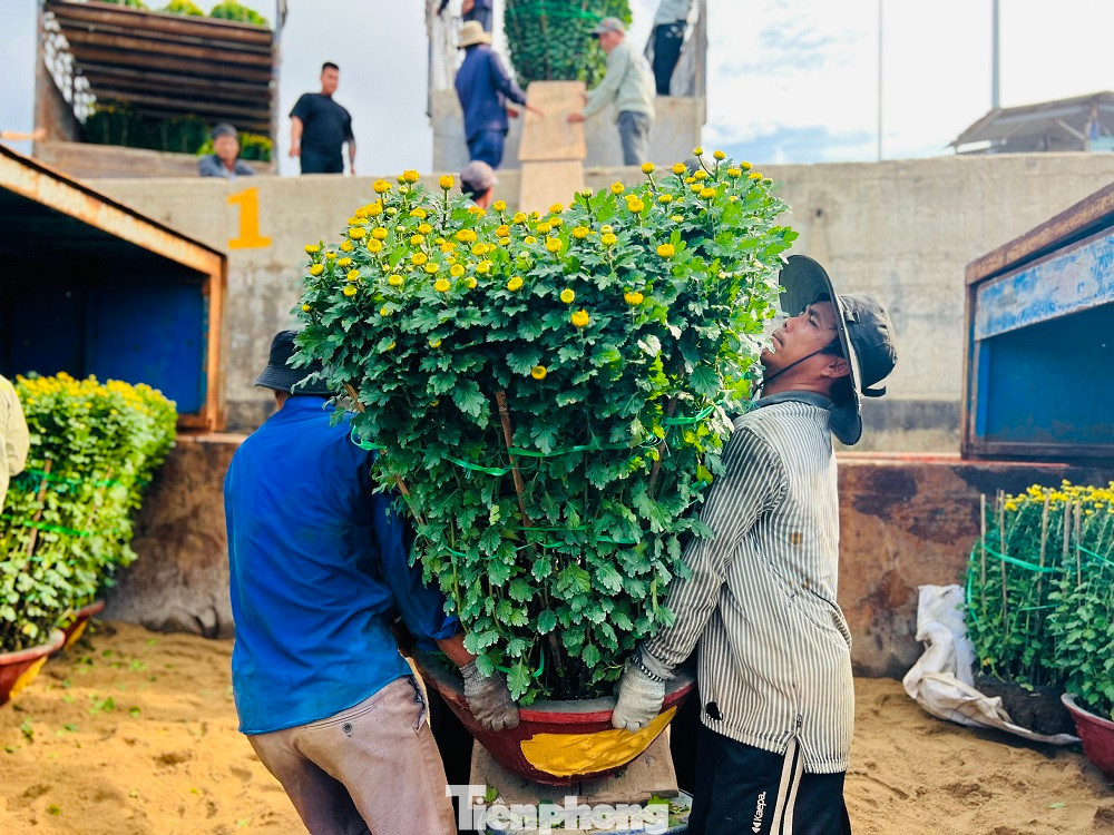 Anh Dương Quý - Chủ tàu vận tải Mười Giáp cho biết, mỗi ngày tàu của anh chở khoảng 500 chậu hoa cúc, quất, mai, hồng ra đảo Lý Sơn. “Tranh thủ thời tiết thuận lợi trở lại, tàu chúng tôi hoạt động hết công suất để chở hàng hóa và hoa ra đảo. Mỗi ngày tàu chạy được một chuyến, mỗi chuyến tàu chở được khoảng 200 tấn hàng hóa và hoa Tết ra đảo để phục vụ nhu cầu đón Tết của người dân Lý Sơn”, anh Quý nói thêm.