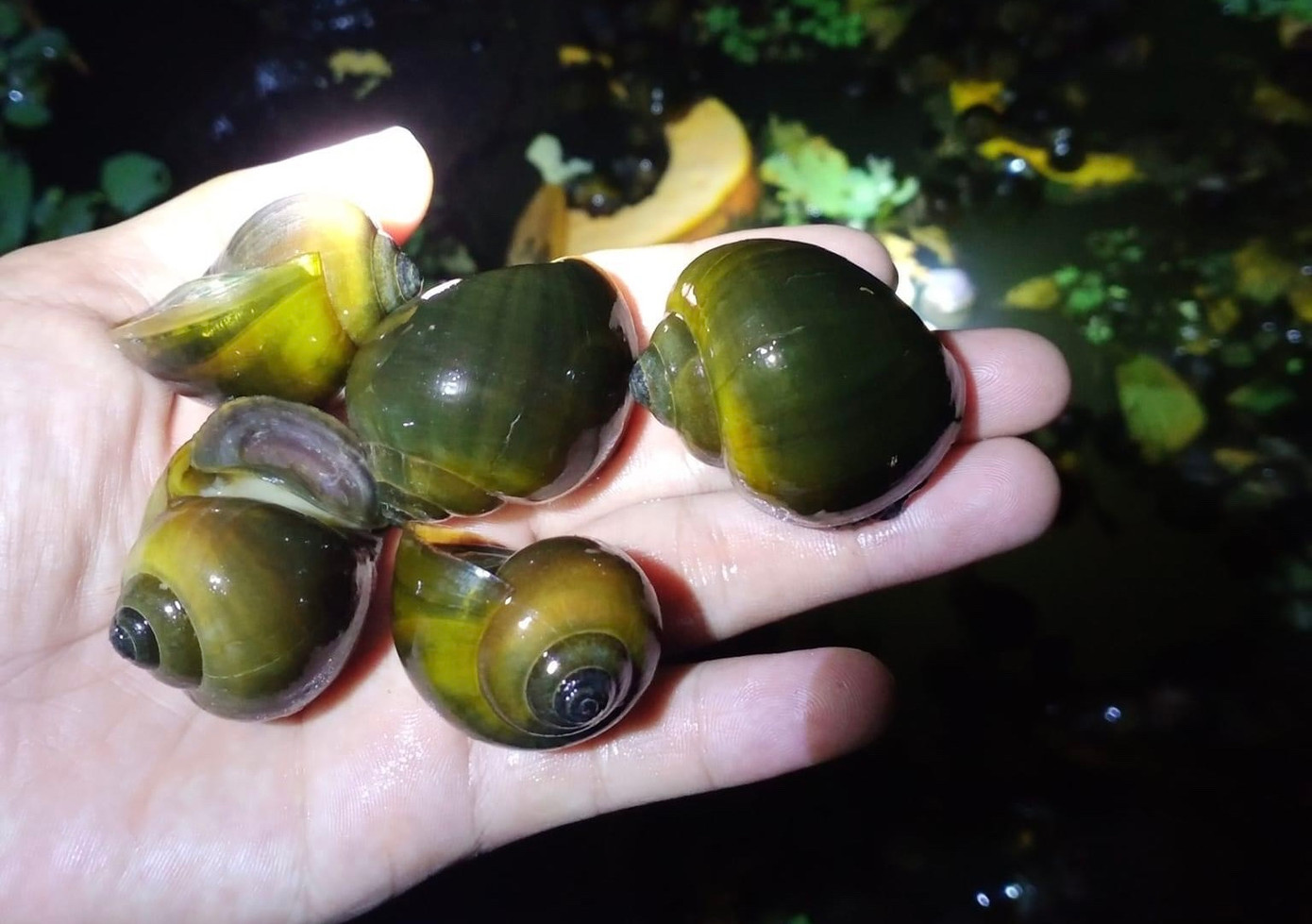 Cùng với việc nuôi ốc thương phẩm, anh Hoàng tập trung sản xuất ốc giống xuất bán ra thị trường trong và ngoài tỉnh. Cùng với việc nuôi ốc thương phẩm, anh Hoàng tập trung sản xuất ốc giống xuất bán ra thị trường trong và ngoài tỉnh.