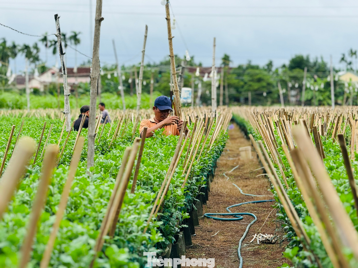 Còn khoảng 2 tháng là Tết Nguyên đán 2025, hiện người dân ở thủ phủ trồng hoa cúc ở xã Nghĩa Hiệp, Nghĩa Mỹ (huyện Tư Nghĩa, tỉnh Quảng Ngãi) đang tất bật, bước vào cao điểm vụ hoa Tết.