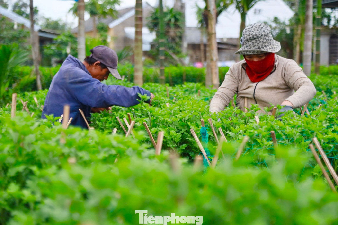 Còn khoảng 2 tháng là Tết Nguyên đán 2025, hiện người dân ở thủ phủ trồng hoa cúc ở xã Nghĩa Hiệp, Nghĩa Mỹ (huyện Tư Nghĩa, tỉnh Quảng Ngãi) đang tất bật, bước vào cao điểm vụ hoa Tết.