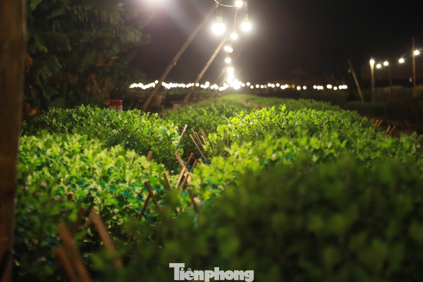 Để hoa cúc nở đẹp và đúng dịp Tết, người trồng hoa nơi đây đã phải áp dụng nhiều biện pháp kỹ thuật. Trong đó có biện pháp chong đèn cho hoa.