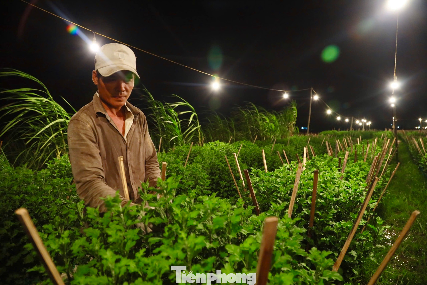 Ông Nguyễn Tư (trú xã Nghĩa Hiệp, huyện Tư Nghĩa) cho biết việc thắp đèn điện để biến đêm thành ngày nhằm kích thích cây hoa tiếp tục sinh trưởng vào buổi tối. Cây hoa sẽ liên tục nhận năng lượng từ ánh sáng và quang hợp để lớn lên, cây cúc sẽ cao lớn hơn, thân thẳng và nở đúng thời điểm Tết Nguyên đán.