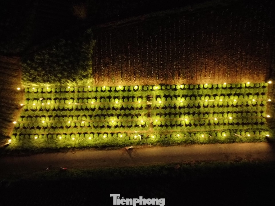 “Nếu trồng hoa thông thường không dùng điện thì ngọn sẽ chùn, không vươn cao được, cây hoa chỉ cao khoảng 40 cm và sẽ nở rất sớm, không đúng dịp Tết. Nhưng khi được nuôi bằng ánh điện, cây hoa có thể cao 70-80 cm, bông hoa to, cánh dày, màu sắc rực rỡ hơn”, ông Tư nói.