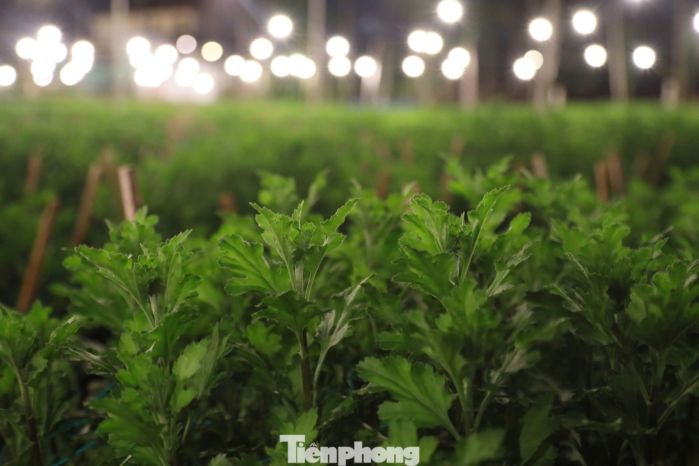 Việc thắp sáng cho hoa bắt đầu từ 18h-5h sáng hôm sau.