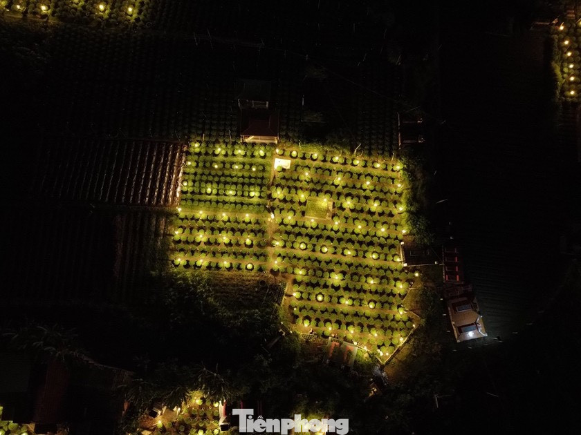 “Nếu trồng hoa thông thường không dùng điện thì ngọn sẽ chùn, không vươn cao được, cây hoa chỉ cao khoảng 40 cm và sẽ nở rất sớm, không đúng dịp Tết. Nhưng khi được nuôi bằng ánh điện, cây hoa có thể cao 70-80 cm, bông hoa to, cánh dày, màu sắc rực rỡ hơn”, ông Tư nói.