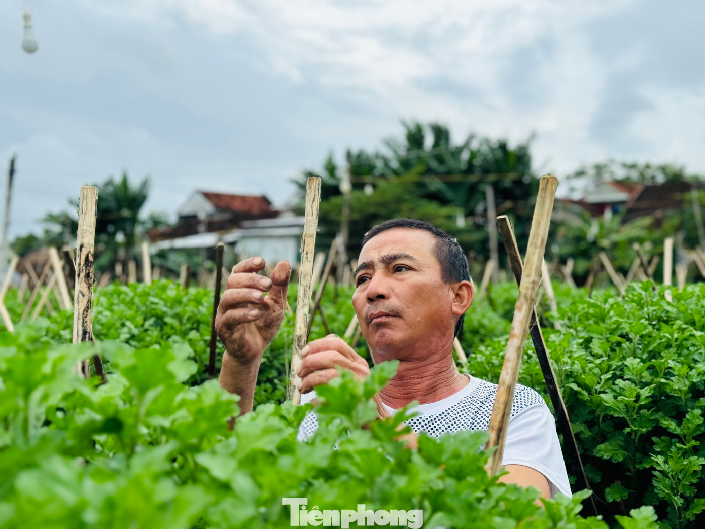Tuy việc trồng hoa cúc nhiều bấp bênh, ăn may theo thời tiết nhưng chưa khi nào người trồng bớt hy vọng một mùa hoa bội thu. Mỗi năm một mùa hoa Tết, nếu thắng lợi, khoản lợi nhuận thu được có thể dành dụm để lo cho con cái ăn học và trang trải cuộc sống.