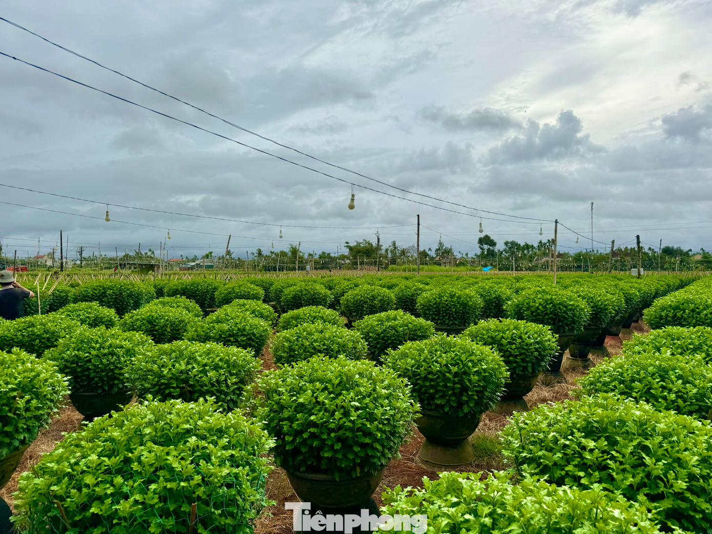 Mỗi năm nơi đây cung cấp ra thị trường hàng trăm nghìn chậu hoa Tết.