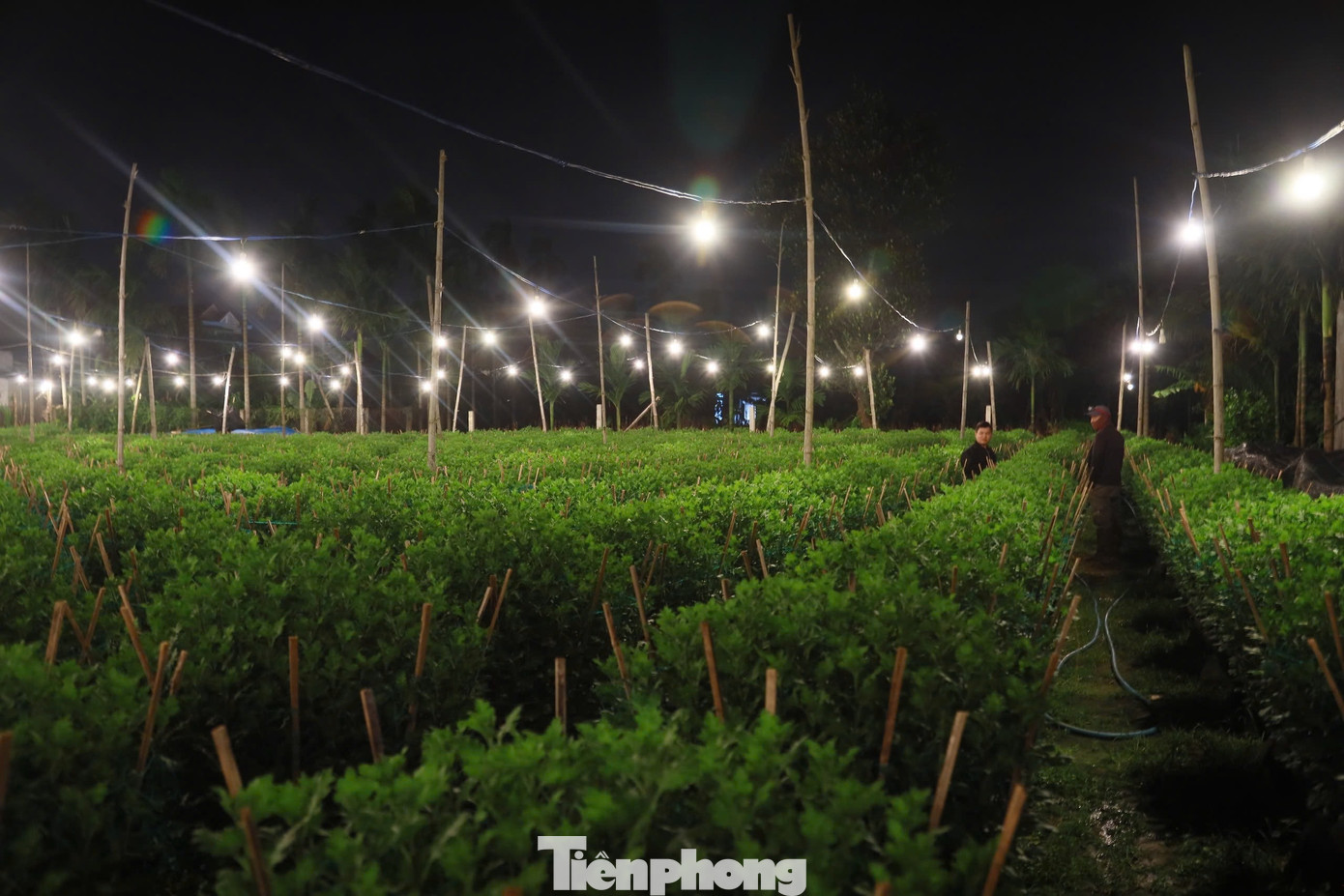 Việc chong đèn trên những ruộng hoa không phải để xua đi bóng tối như ở chốn thị thành, cũng không phải để sưởi ấm mà đây là một trong những kỹ thuật cần thiết được người trồng hoa áp dụng nhằm đánh thức không cho hoa “ngủ”.