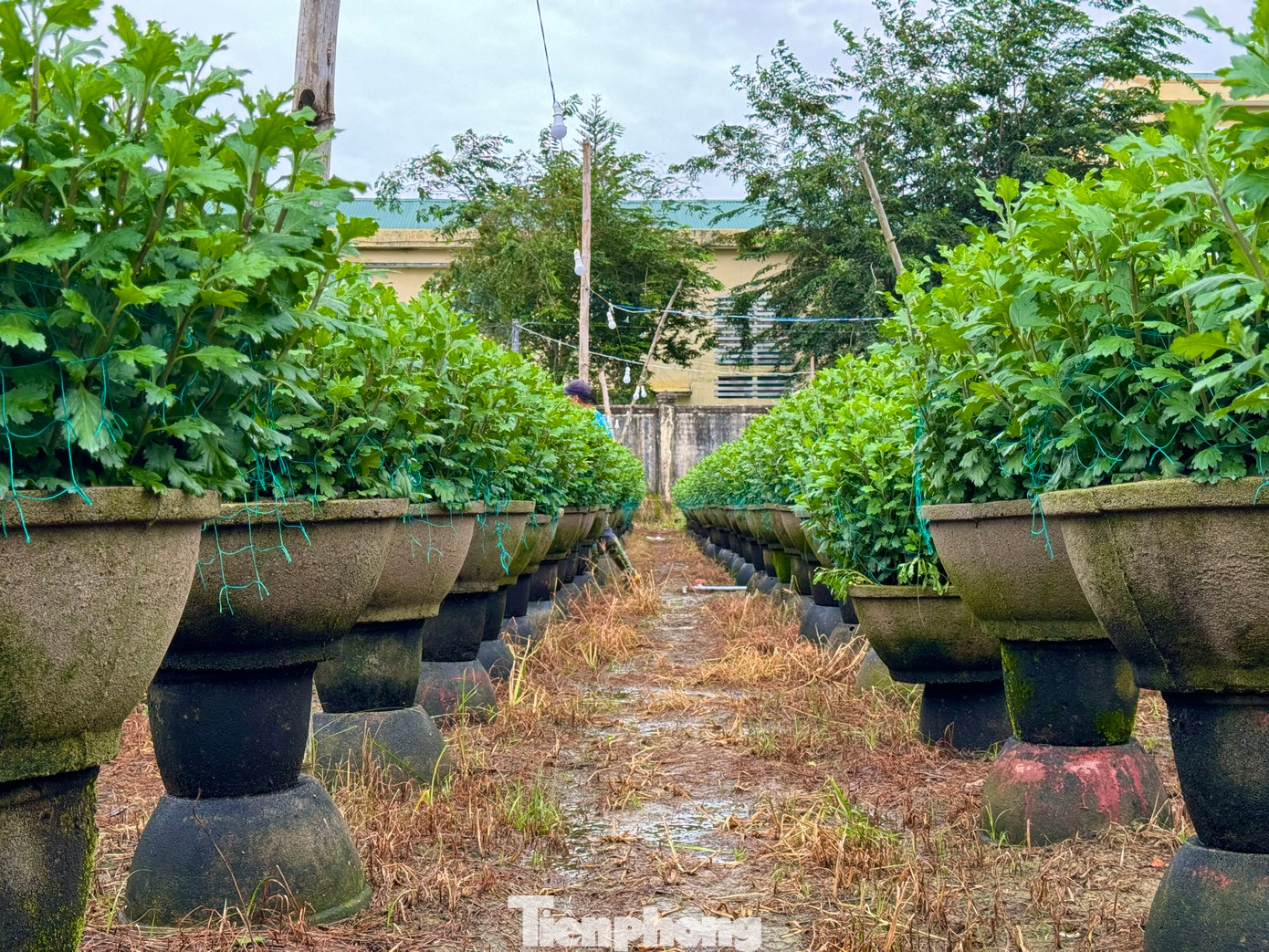 Mỗi năm nơi đây cung cấp ra thị trường hàng trăm nghìn chậu hoa Tết.