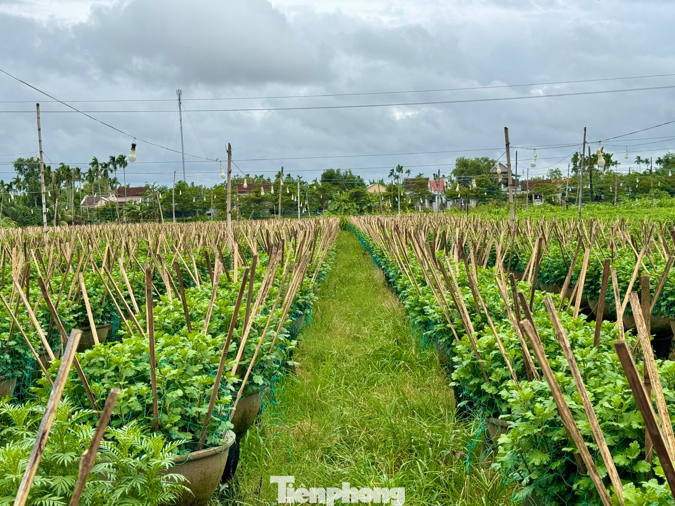 Tháng 1/2023, Cục Sở hữu trí tuệ (Bộ KH&CN) đã công nhận nhãn hiệu hoa Nghĩa Hiệp (huyện Tư Nghĩa).