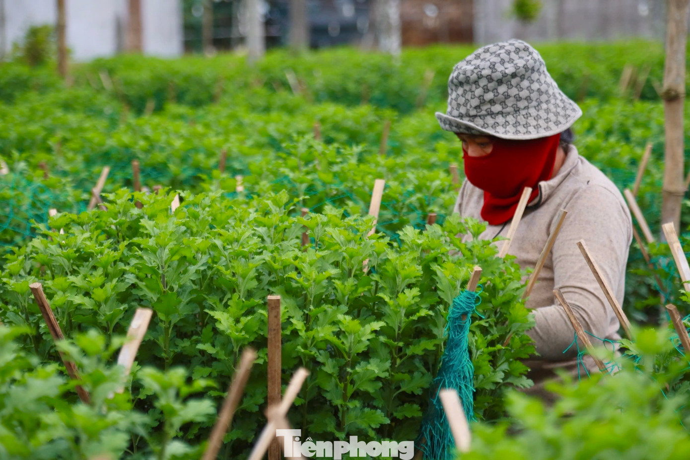 Làng hoa xã Nghĩa Hiệp, Nghĩa Mỹ (huyện Tư Nghĩa, tỉnh Quảng Ngãi) được xem là thủ phủ hoa cúc Tết ở Quảng Ngãi. Hàng năm, cung cấp hàng trăm nghìn chậu hoa cho thị trường Tết khắp các tỉnh, thành miền Trung.