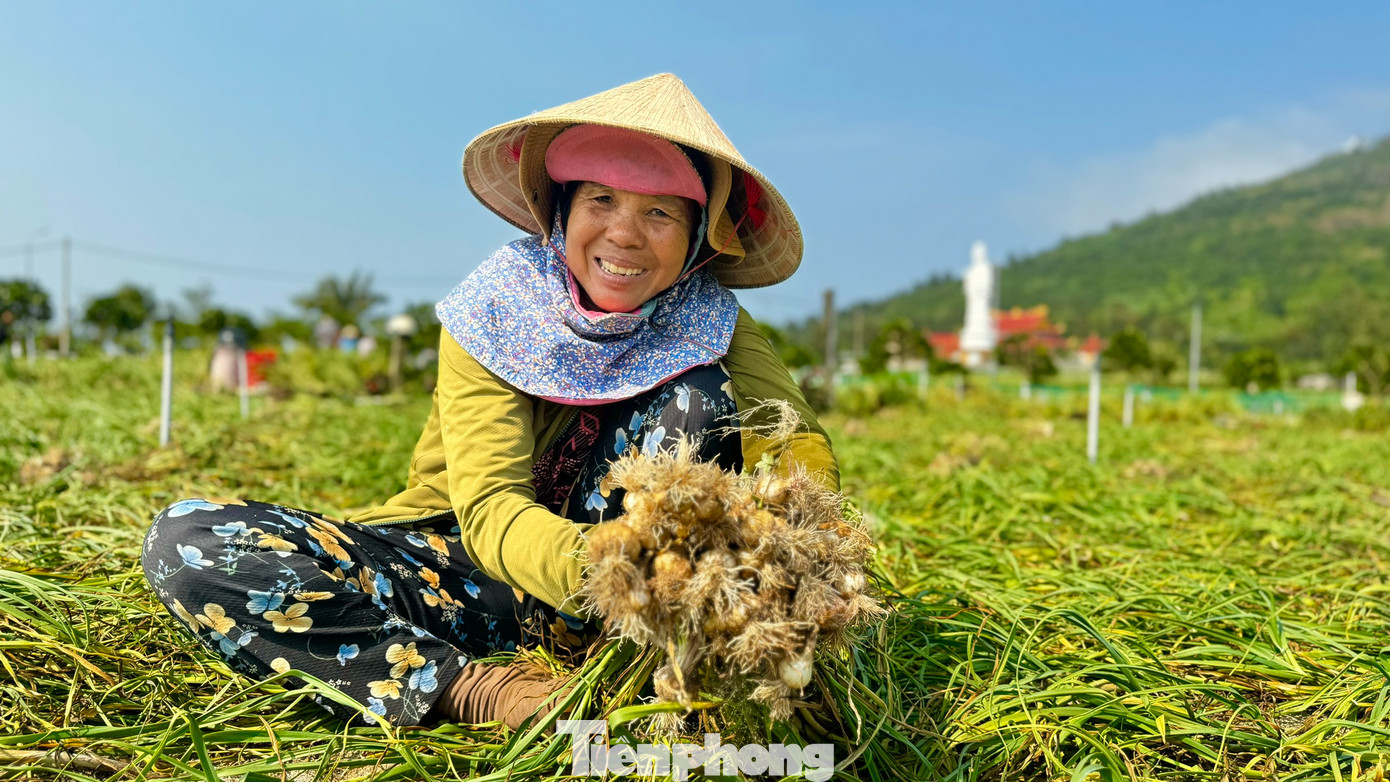 Điệp khúc được mùa mất giá, được giá mất mùa vẫn diễn ra thường xuyên. Giá tỏi hiện tại không tương xứng với giá trị của đặc sản nổi tiếng này. Ảnh: Nguyễn Ngọc.