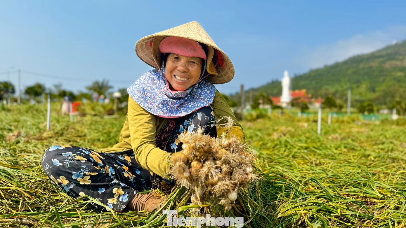 Điệp khúc được mùa mất giá, được giá mất mùa vẫn diễn ra thường xuyên. Giá tỏi hiện tại không tương xứng với giá trị của đặc sản nổi tiếng này. Ảnh: Nguyễn Ngọc. Điệp khúc được mùa mất giá, được giá mất mùa vẫn diễn ra thường xuyên. Giá tỏi hiện tại không tương xứng với giá trị của đặc sản nổi tiếng này. Ảnh: Nguyễn Ngọc.