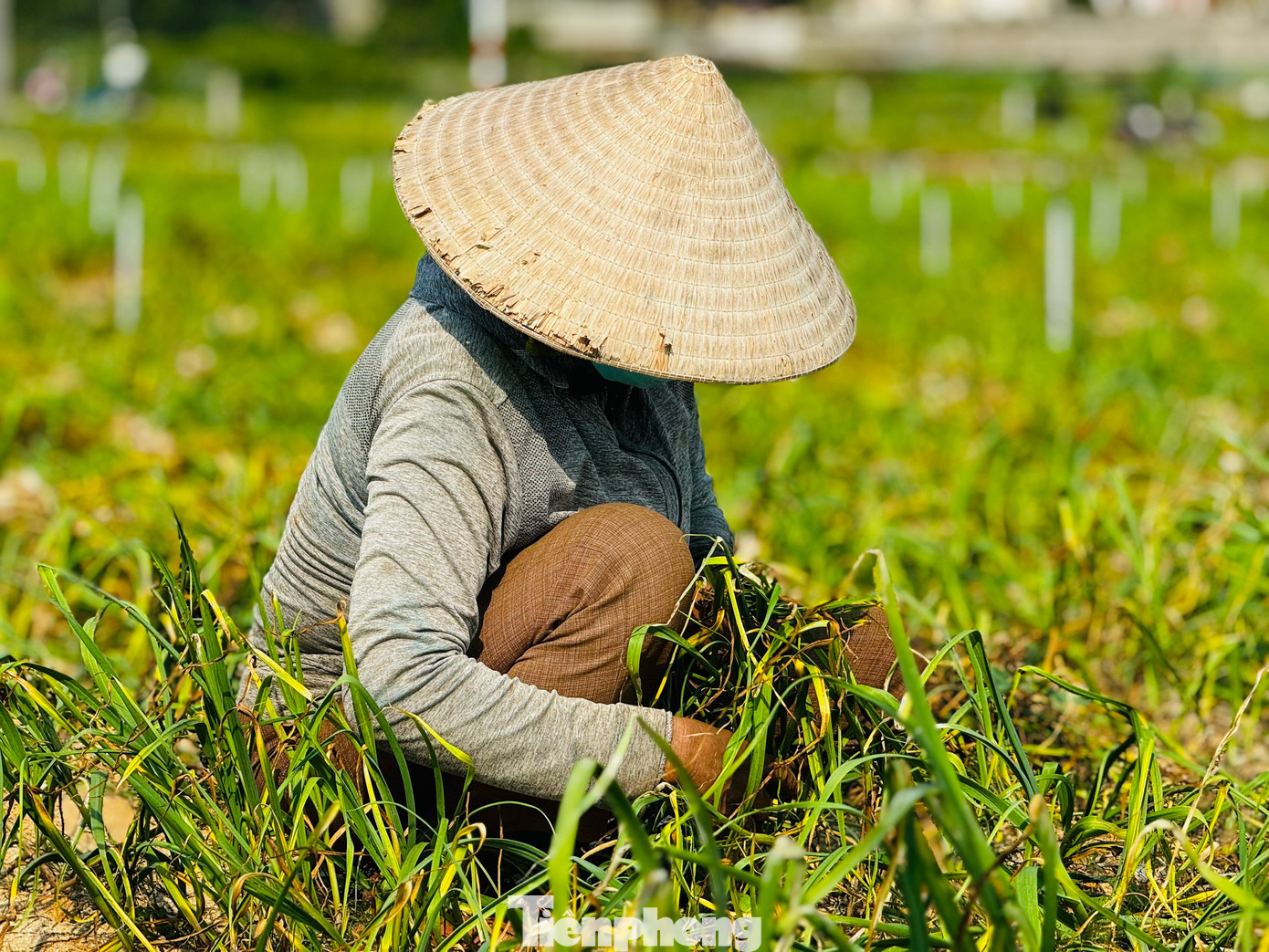 Bình quân mỗi sào tỏi cho thu hoạch từ 500-600 kg tỏi tươi. Ảnh: Nguyễn Ngọc.