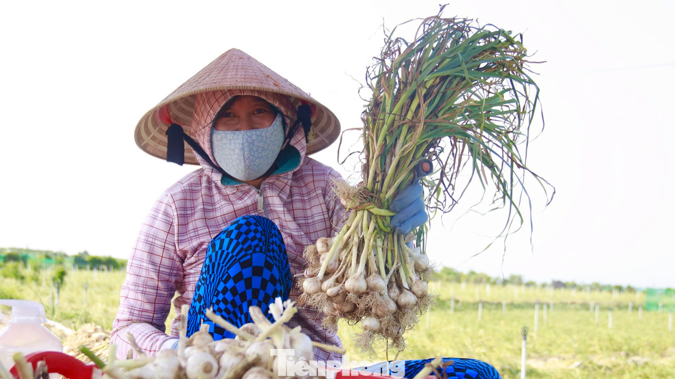 “Chi phí đầu tư từ giống, phân bón… công chăm sóc đã lên đến gần 20 triệu đồng/sào, với giá tỏi tươi như hiện nay nông dân sẽ không có lời. Để tránh thua lỗ, hiện người dân sẽ phơi khô, trữ tỏi và chờ đợi giá tăng”, ông Nguyễn Văn Triển chia sẻ. Ảnh: Nguyễn Ngọc.