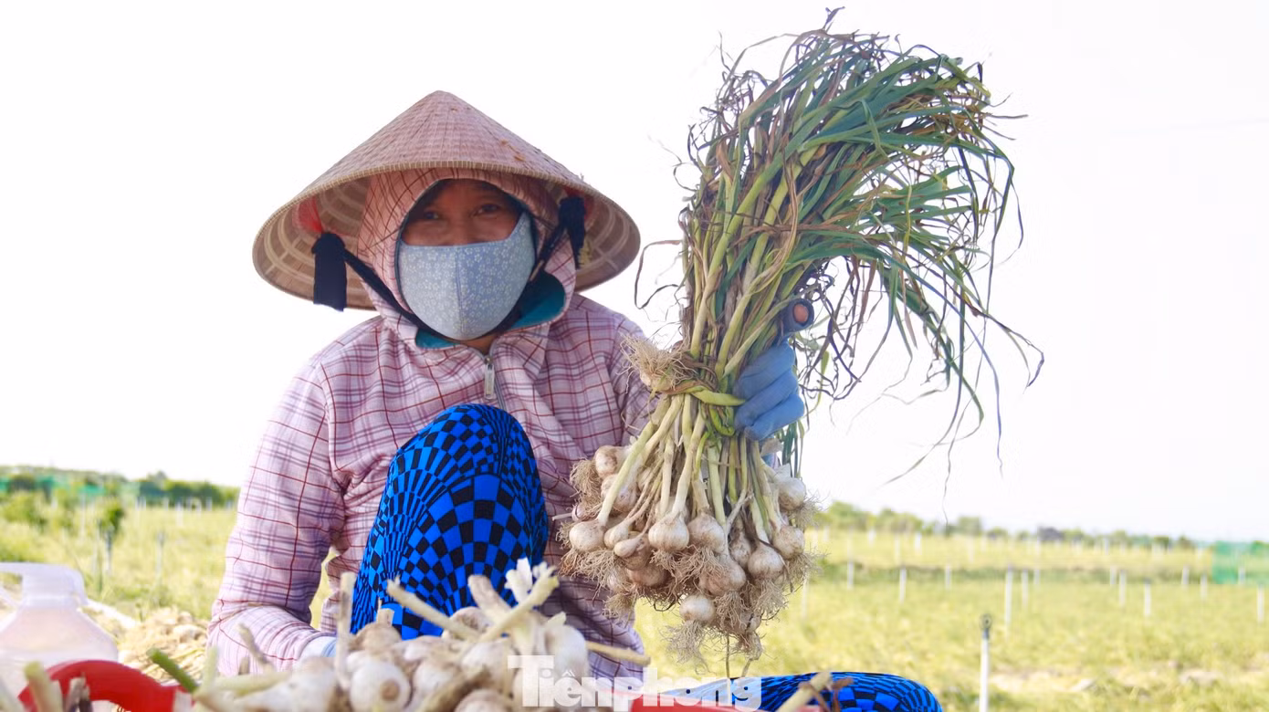 “Chi phí đầu tư từ giống, phân bón… công chăm sóc đã lên đến gần 20 triệu đồng/sào, với giá tỏi tươi như hiện nay nông dân sẽ không có lời. Để tránh thua lỗ, hiện người dân sẽ phơi khô, trữ tỏi và chờ đợi giá tăng”, ông Nguyễn Văn Triển chia sẻ. Ảnh: Nguyễn Ngọc. “Chi phí đầu tư từ giống, phân bón… công chăm sóc đã lên đến gần 20 triệu đồng/sào, với giá tỏi tươi như hiện nay nông dân sẽ không có lời. Để tránh thua lỗ, hiện người dân sẽ phơi khô, trữ tỏi và chờ đợi giá tăng”, ông Nguyễn Văn Triển chia sẻ. Ảnh: Nguyễn Ngọc.