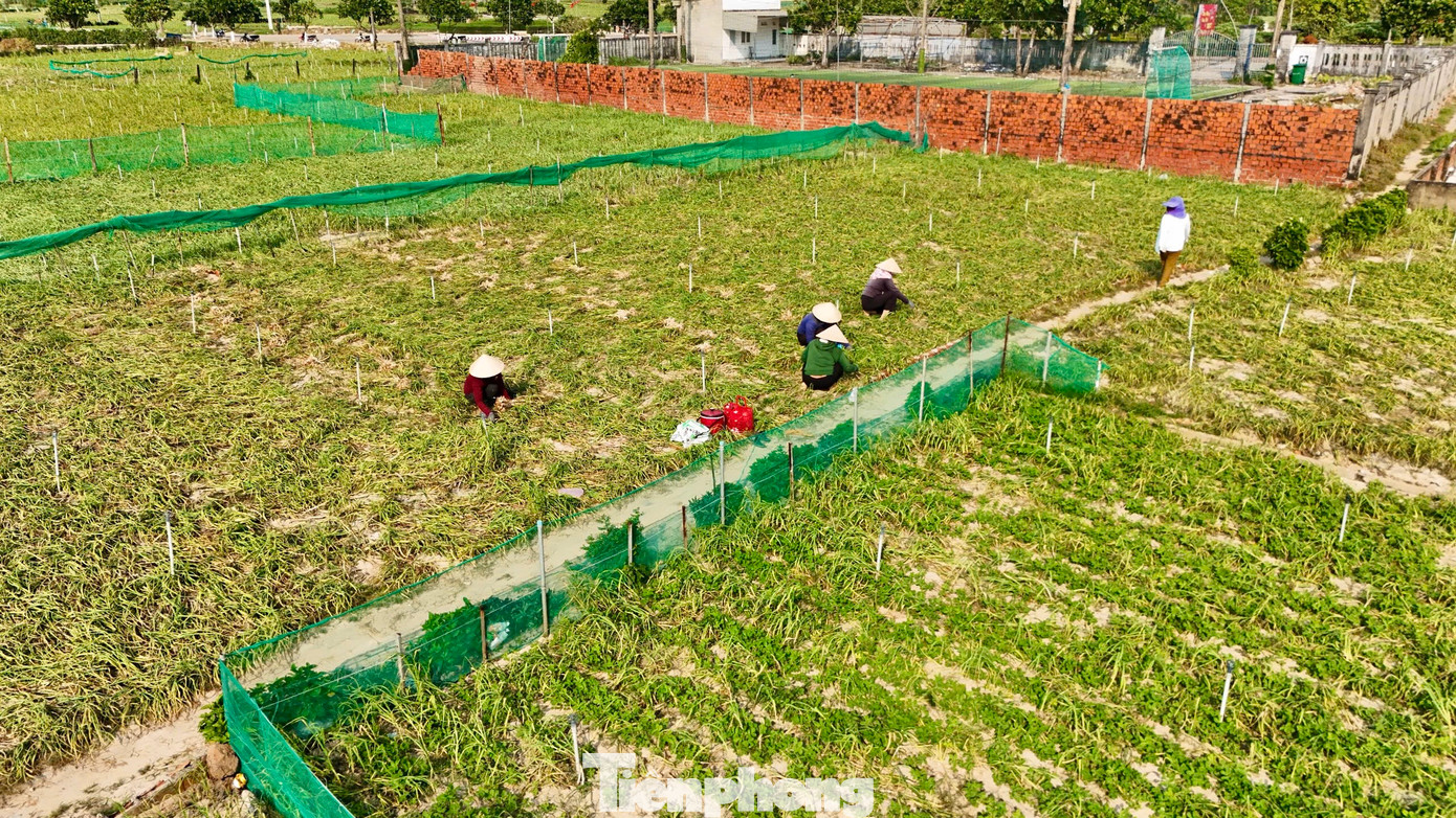 Nông dân Lý Sơn đang bước vào vụ thu hoạch tỏi Đông Xuân 2024-2025.
