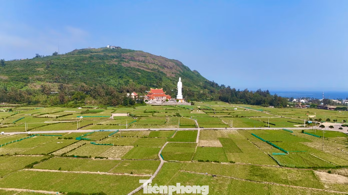 “Về đầu ra, ngay từ đầu vụ các cơ sở kinh doanh tỏi trên đảo đã có thỏa thuận với nông dân, còn giá cả thì phải phụ thuộc vào thị trường không thể đẩy cao đột ngột được”, bà Hương nói. Ảnh: Nguyễn Ngọc. “Về đầu ra, ngay từ đầu vụ các cơ sở kinh doanh tỏi trên đảo đã có thỏa thuận với nông dân, còn giá cả thì phải phụ thuộc vào thị trường không thể đẩy cao đột ngột được”, bà Hương nói. Ảnh: Nguyễn Ngọc.