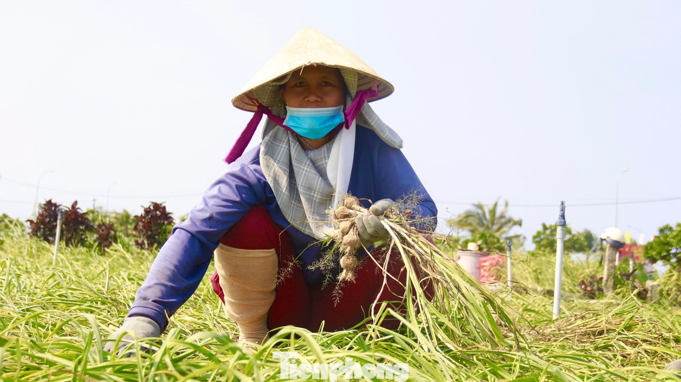 Bà Lê Thị Dược (trú thôn Tây An Hải, huyện Lý Sơn) cho biết, năm nay thời tiết rất thuận lợi nên tỏi được mùa, sản lượng thu hoạch cao hơn mọi năm, người dân rất phấn khởi. Năm nay gia đình tôi trồng 5 sào, thu về được khoảng 3 tấn tỏi tươi. Ảnh: Nguyễn Ngọc.