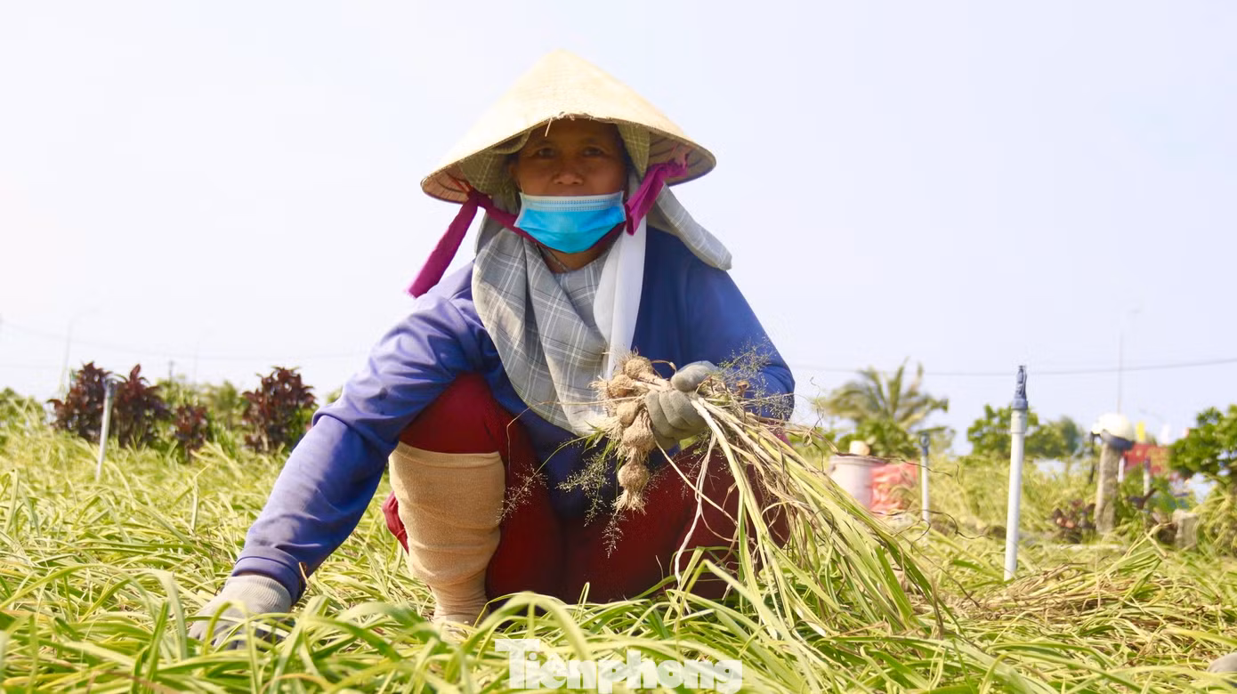 Bà Lê Thị Dược (trú thôn Tây An Hải, huyện Lý Sơn) cho biết, năm nay thời tiết rất thuận lợi nên tỏi được mùa, sản lượng thu hoạch cao hơn mọi năm, người dân rất phấn khởi. Năm nay gia đình tôi trồng 5 sào, thu về được khoảng 3 tấn tỏi tươi. Ảnh: Nguyễn Ngọc. Bà Lê Thị Dược (trú thôn Tây An Hải, huyện Lý Sơn) cho biết, năm nay thời tiết rất thuận lợi nên tỏi được mùa, sản lượng thu hoạch cao hơn mọi năm, người dân rất phấn khởi. Năm nay gia đình tôi trồng 5 sào, thu về được khoảng 3 tấn tỏi tươi. Ảnh: Nguyễn Ngọc.
