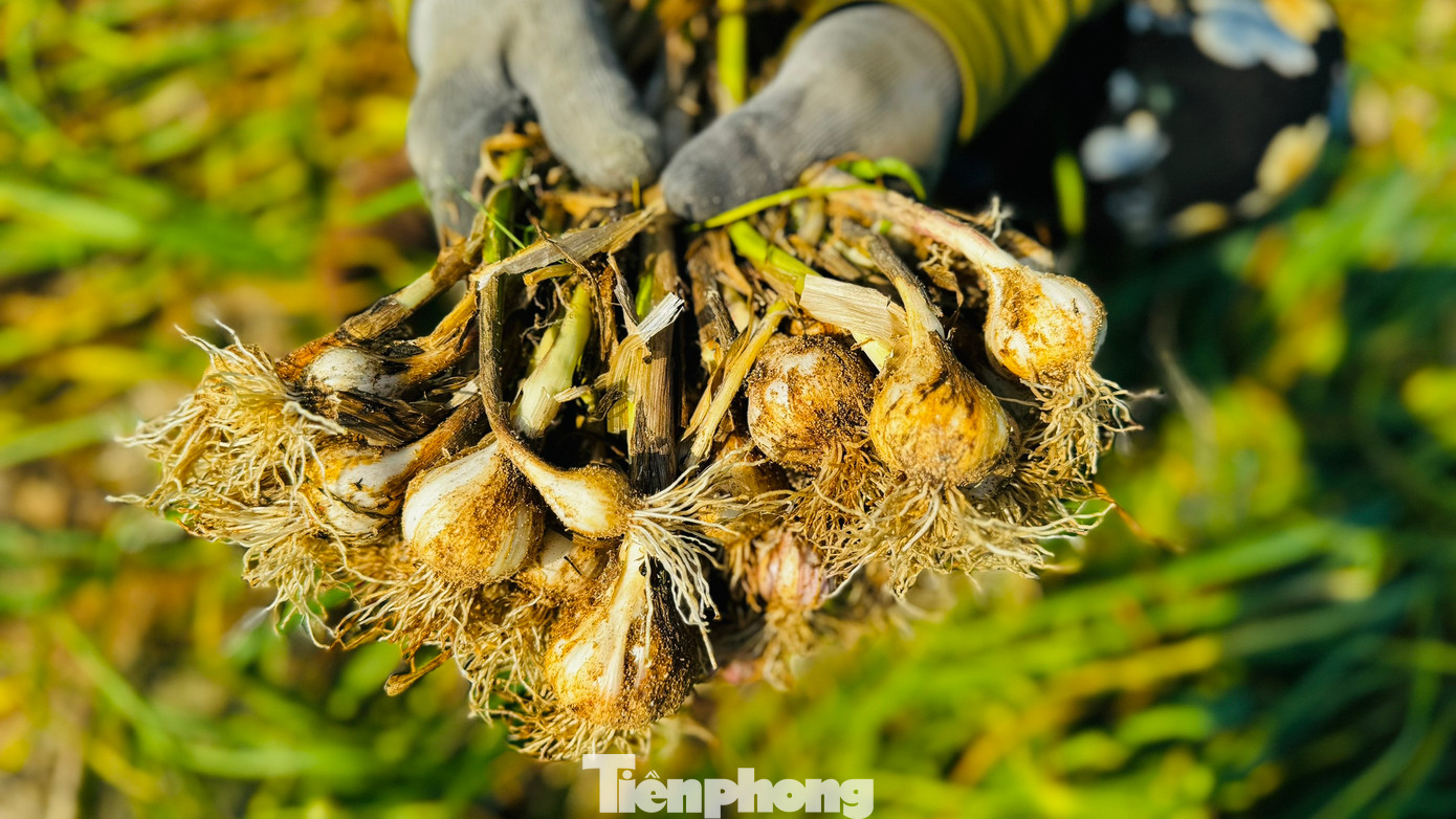 Điệp khúc được mùa mất giá, được giá mất mùa vẫn diễn ra thường xuyên. Giá tỏi hiện tại không tương xứng với giá trị của đặc sản nổi tiếng này. Ảnh: Nguyễn Ngọc.