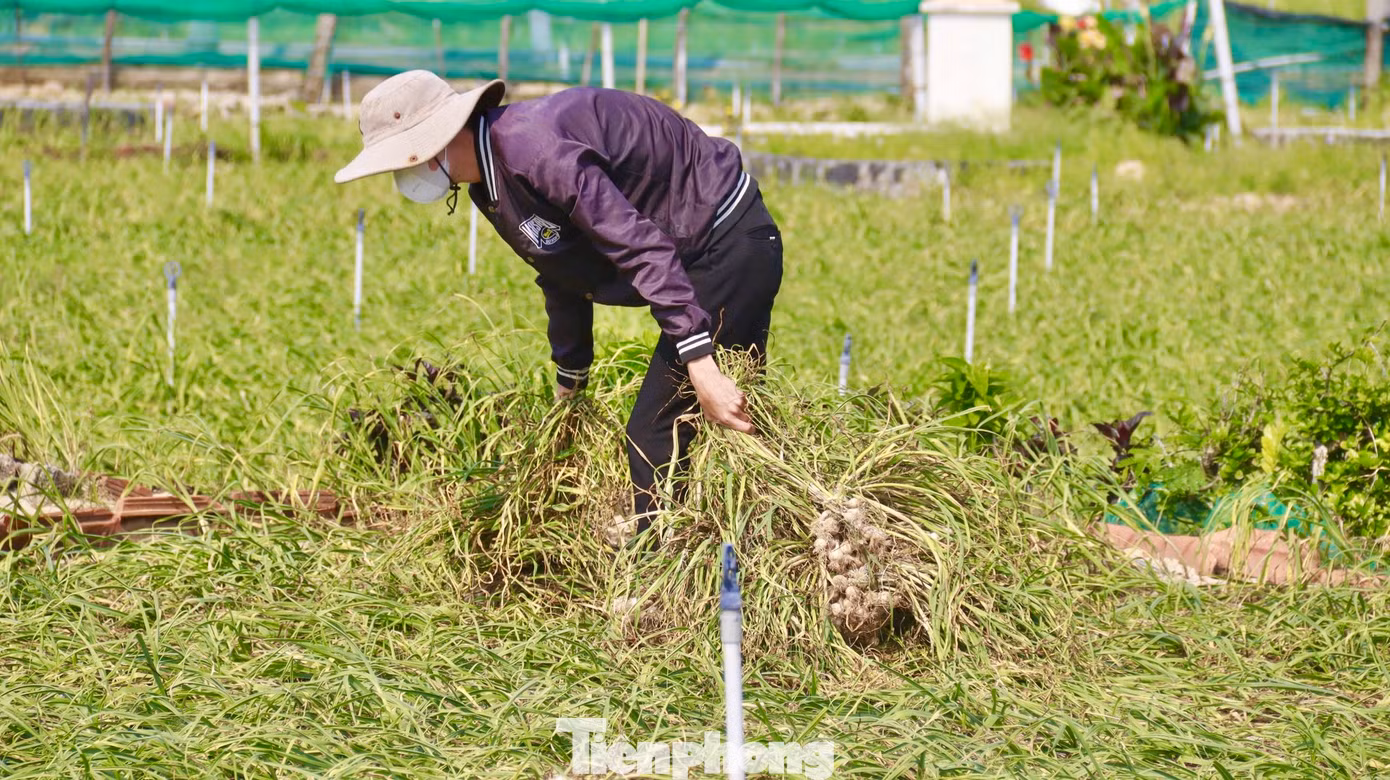 Tuy nhiên, niềm vui được mùa không được trọn vẹn bởi giá tỏi tươi hiện rất thấp, chỉ dao động từ 30.000 - 40.000 đồng/kg. Ảnh: Nguyễn Ngọc. Tuy nhiên, niềm vui được mùa không được trọn vẹn bởi giá tỏi tươi hiện rất thấp, chỉ dao động từ 30.000 - 40.000 đồng/kg. Ảnh: Nguyễn Ngọc.