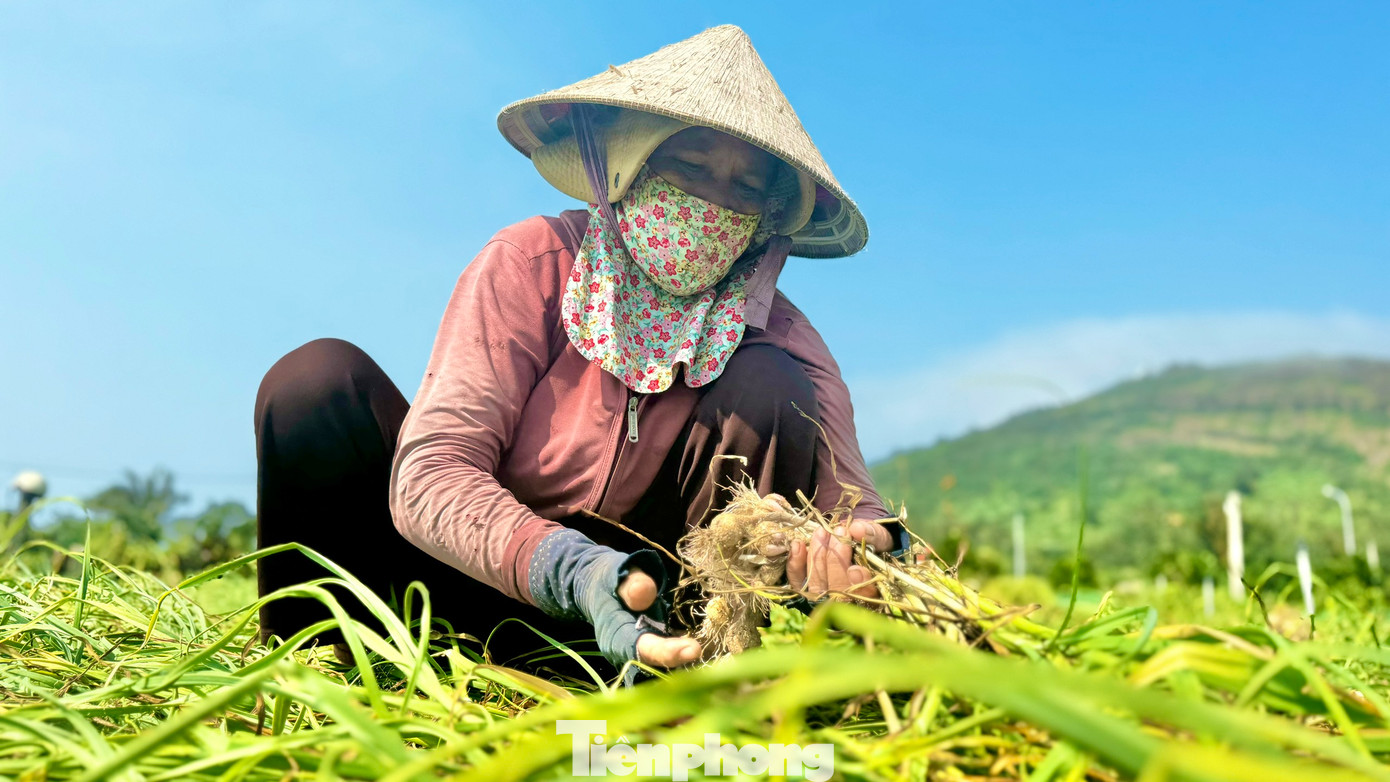 Bình quân mỗi sào tỏi cho thu hoạch từ 500-600 kg tỏi tươi. Ảnh: Nguyễn Ngọc.