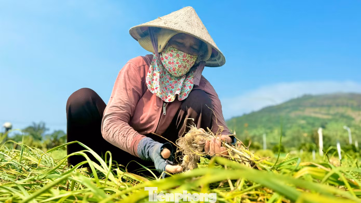 Bình quân mỗi sào tỏi cho thu hoạch từ 500-600 kg tỏi tươi. Ảnh: Nguyễn Ngọc. Bình quân mỗi sào tỏi cho thu hoạch từ 500-600 kg tỏi tươi. Ảnh: Nguyễn Ngọc.