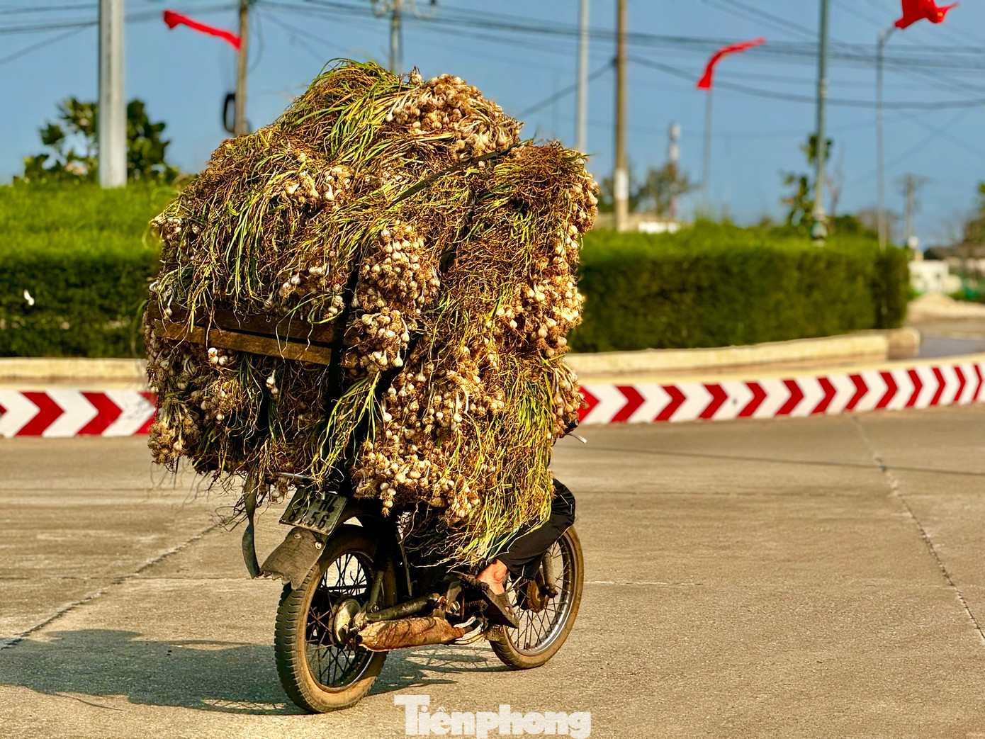 Bà Phạm Thị Hương - Chủ tịch UBND huyện Lý Sơn (tỉnh Quảng Ngãi) - cho biết, vụ tỏi năm nay nông dân huyện Lý Sơn trồng khoảng 320ha, với tổng sản lượng tỏi toàn huyện ước tính khoảng 3.000 tấn. Năm nay thời tiết thuận lợi nên tỏi rất được mùa. Ảnh: Nguyễn Ngọc.