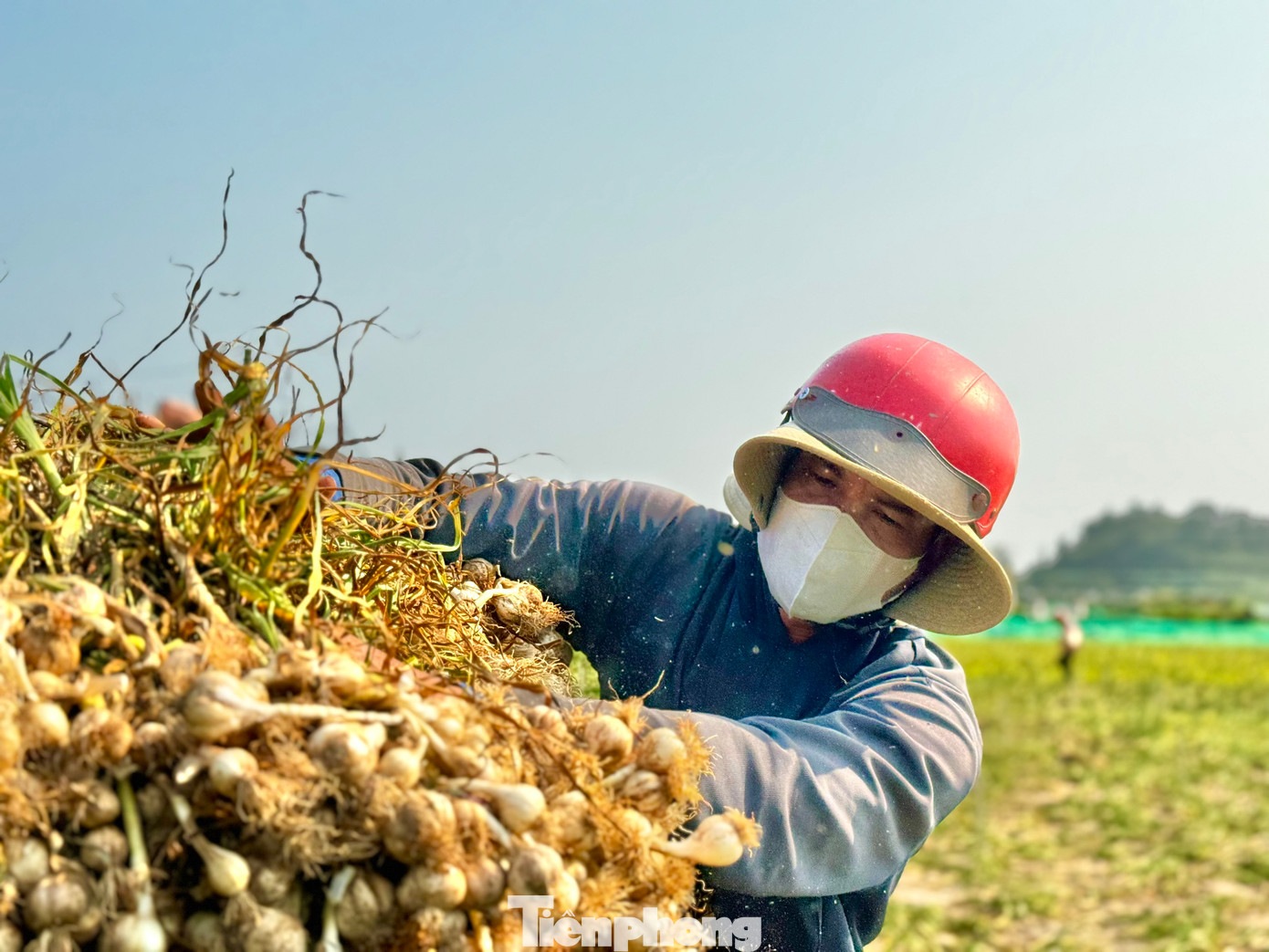 Năm nay tỏi được mùa nên nông dân rất phấn khởi.